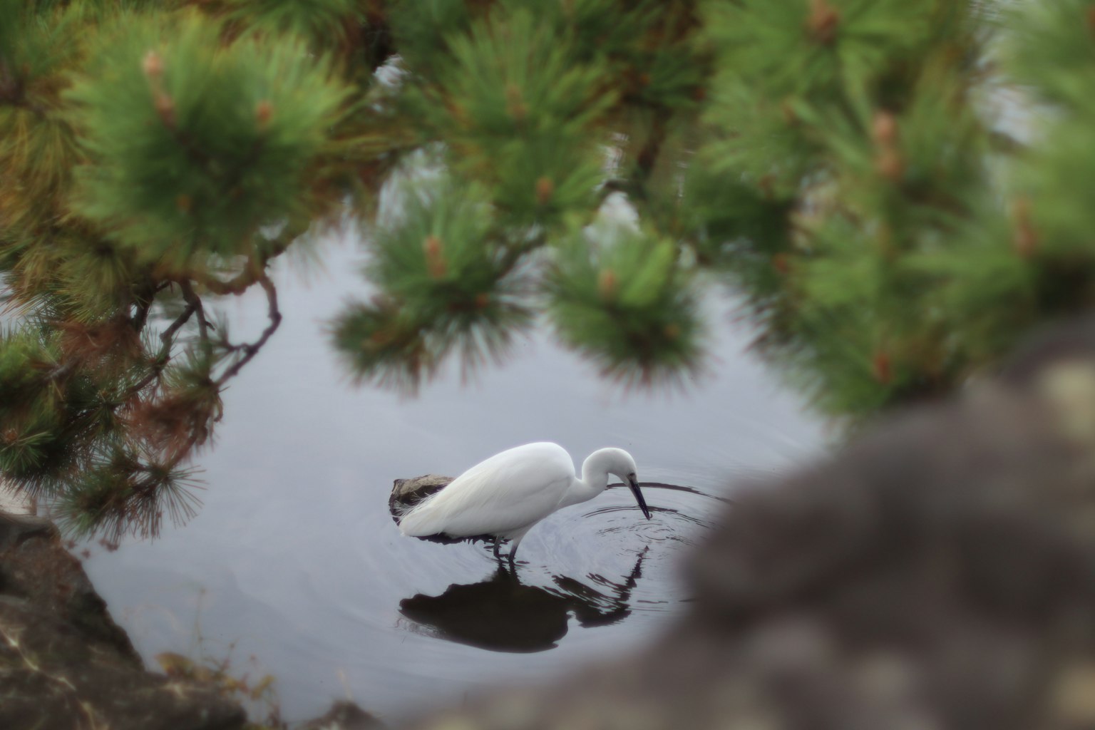 白いサギが水面で餌を探している風景 緑の松の木が背景にある