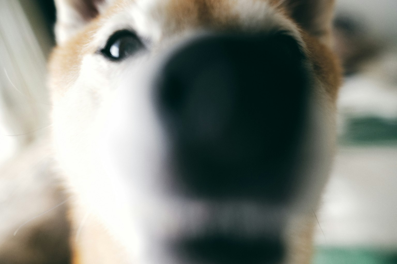 Primer plano de la cara de un perro con fondo borroso