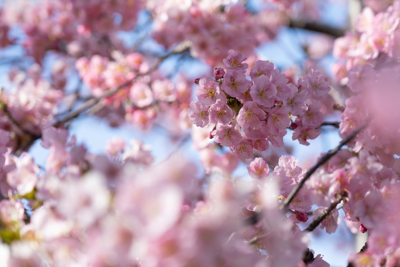 Close-up cabang bunga sakura dengan kelopak merah muda lembut di latar belakang langit biru
