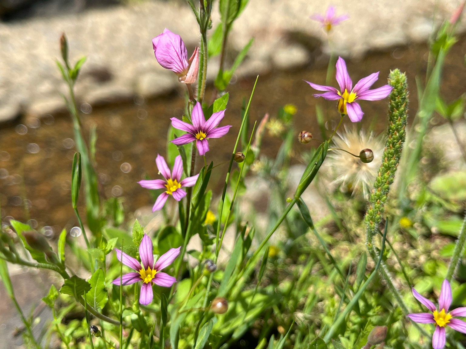 Kleine lila Blumen und grünes Gras in der Nähe eines Bachs