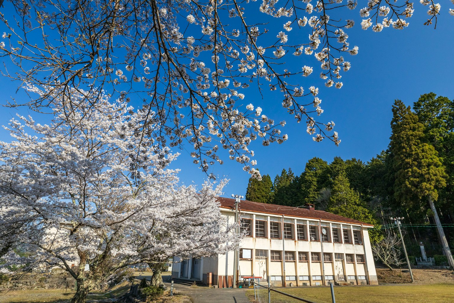Edificio scolastico sotto alberi di ciliegio e cielo blu