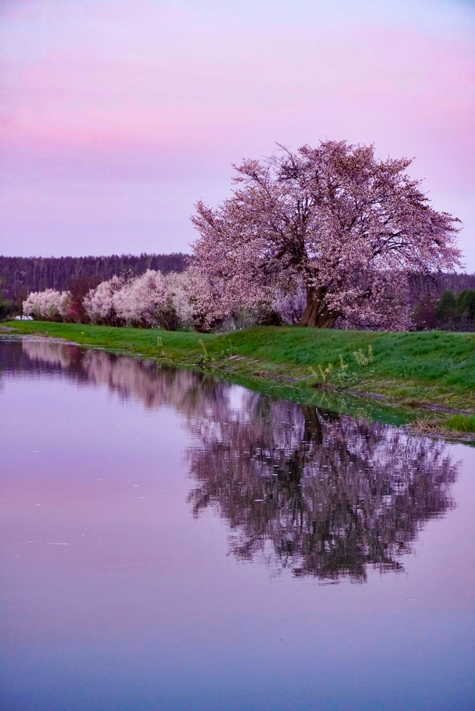 Pemandangan indah pohon sakura di tepi sungai dengan refleksi