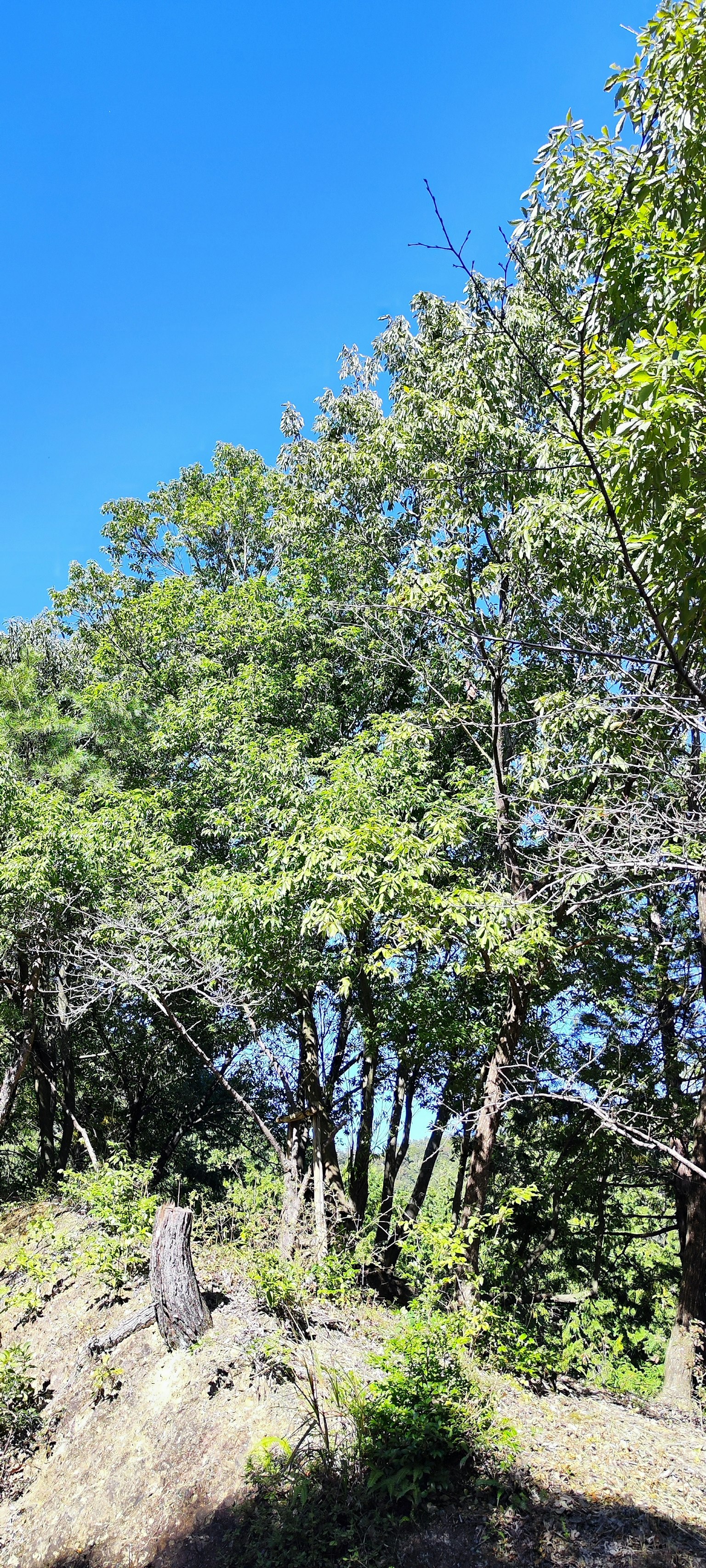 Pohon hijau subur di bawah langit biru yang cerah