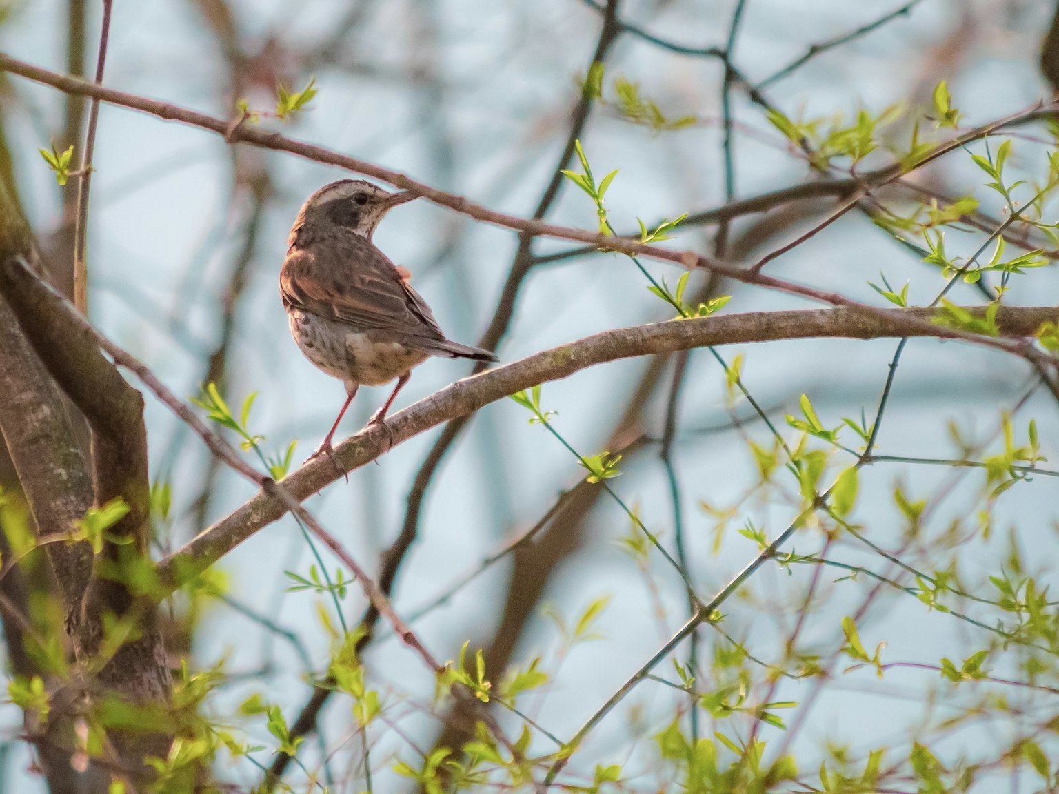 A small bird perched on a branch with fresh green leaves in the background