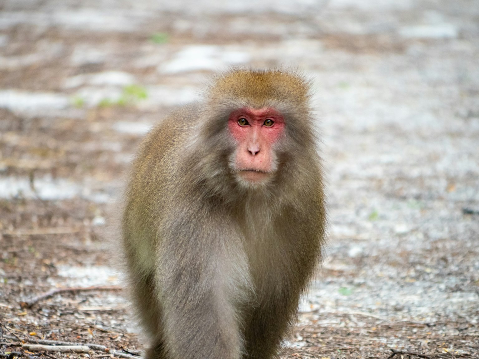A snow monkey walking quietly in a natural setting
