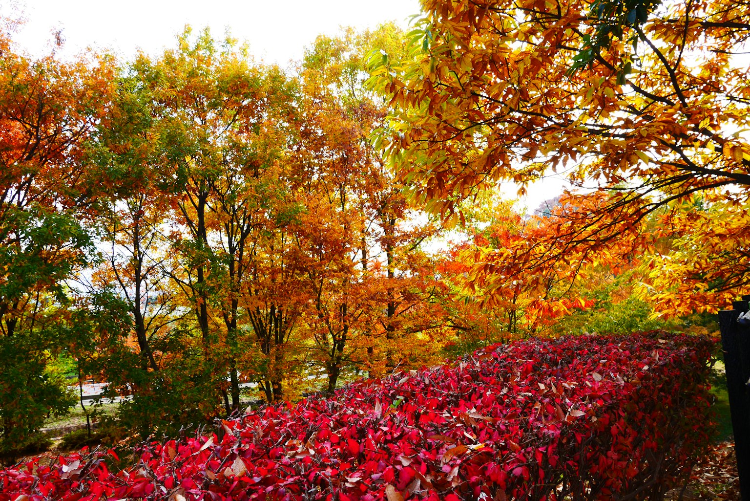 Follaje de otoño vibrante con árboles coloridos y un seto de hojas rojas
