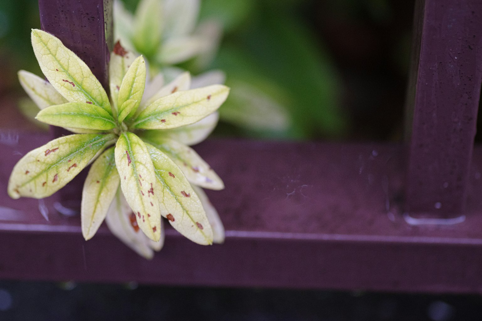 Green leaves emerging from a purple fence
