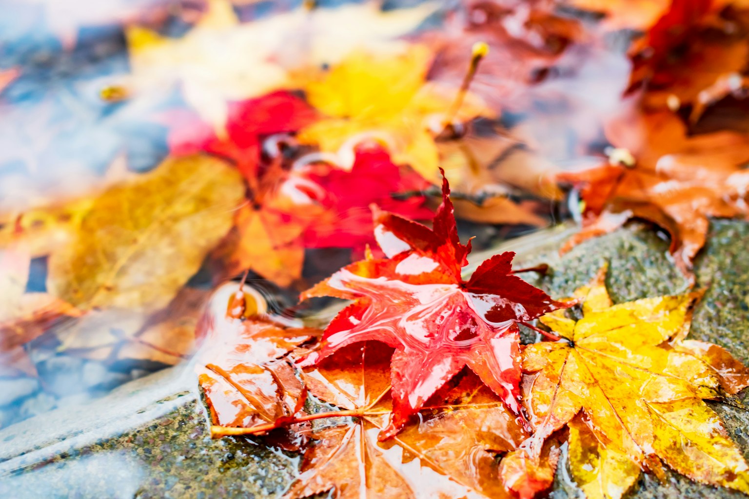 Herbstblätter in leuchtendem Rot und Gelb, die auf Wasser schwimmen