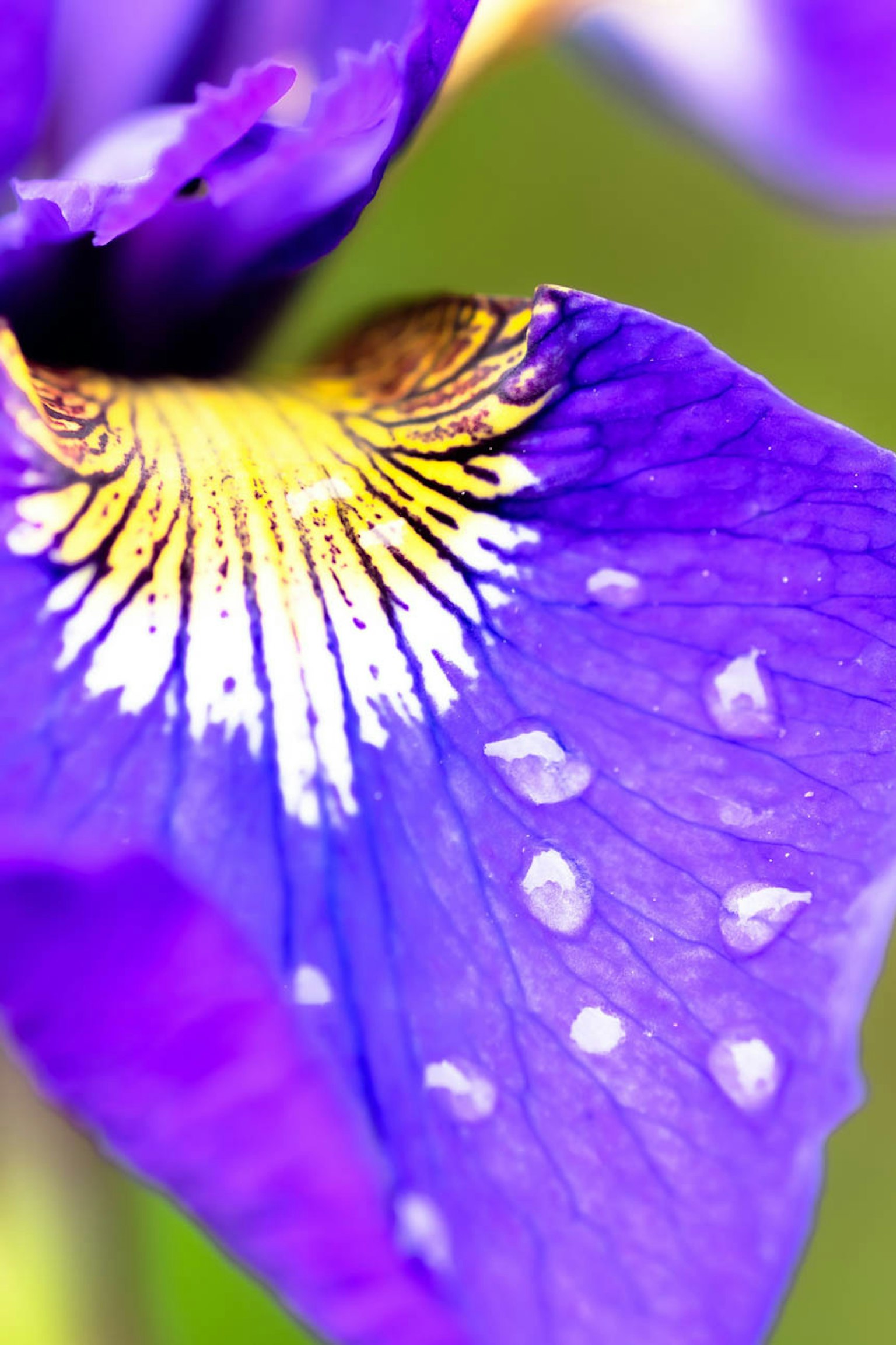 Close-up bunga iris dengan kelopak ungu dan tetesan air