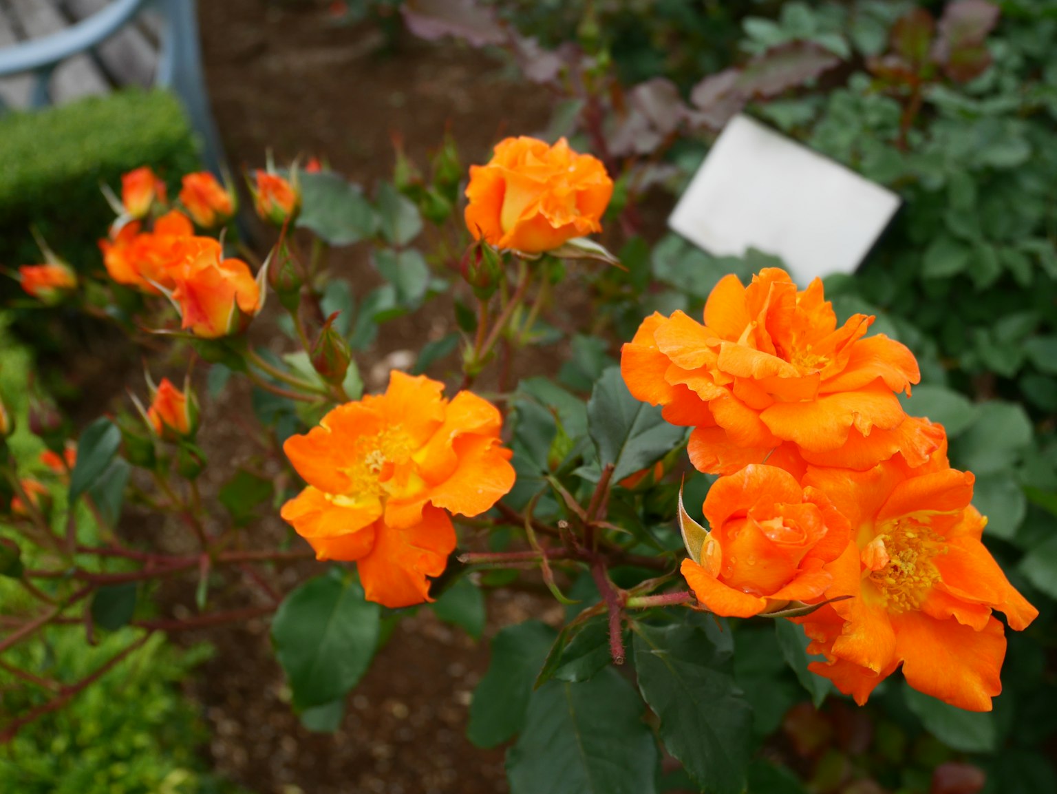 Blühende orangefarbene Rosen in einem Garten