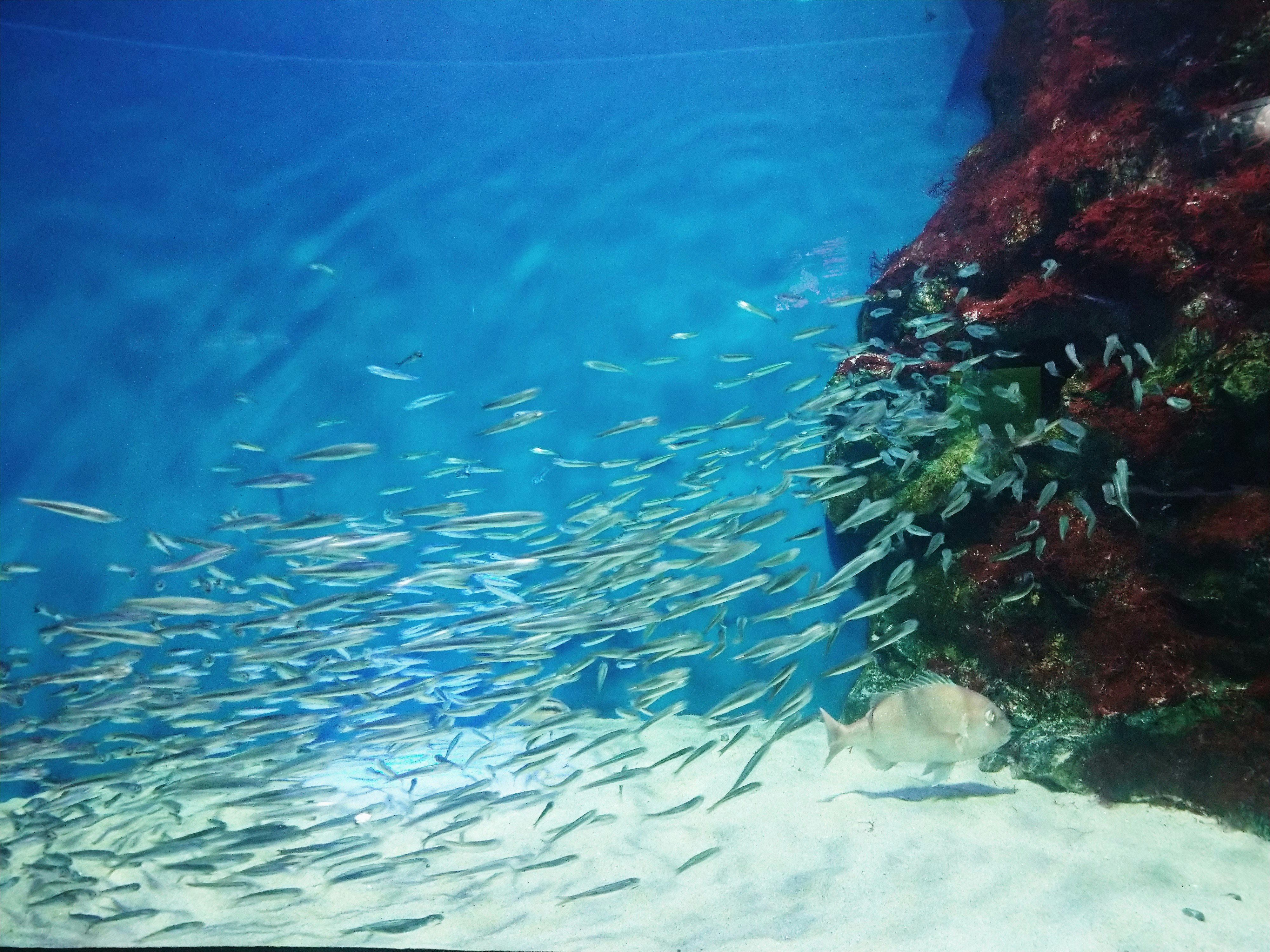 水族箱水下景觀，游動的魚與海藻