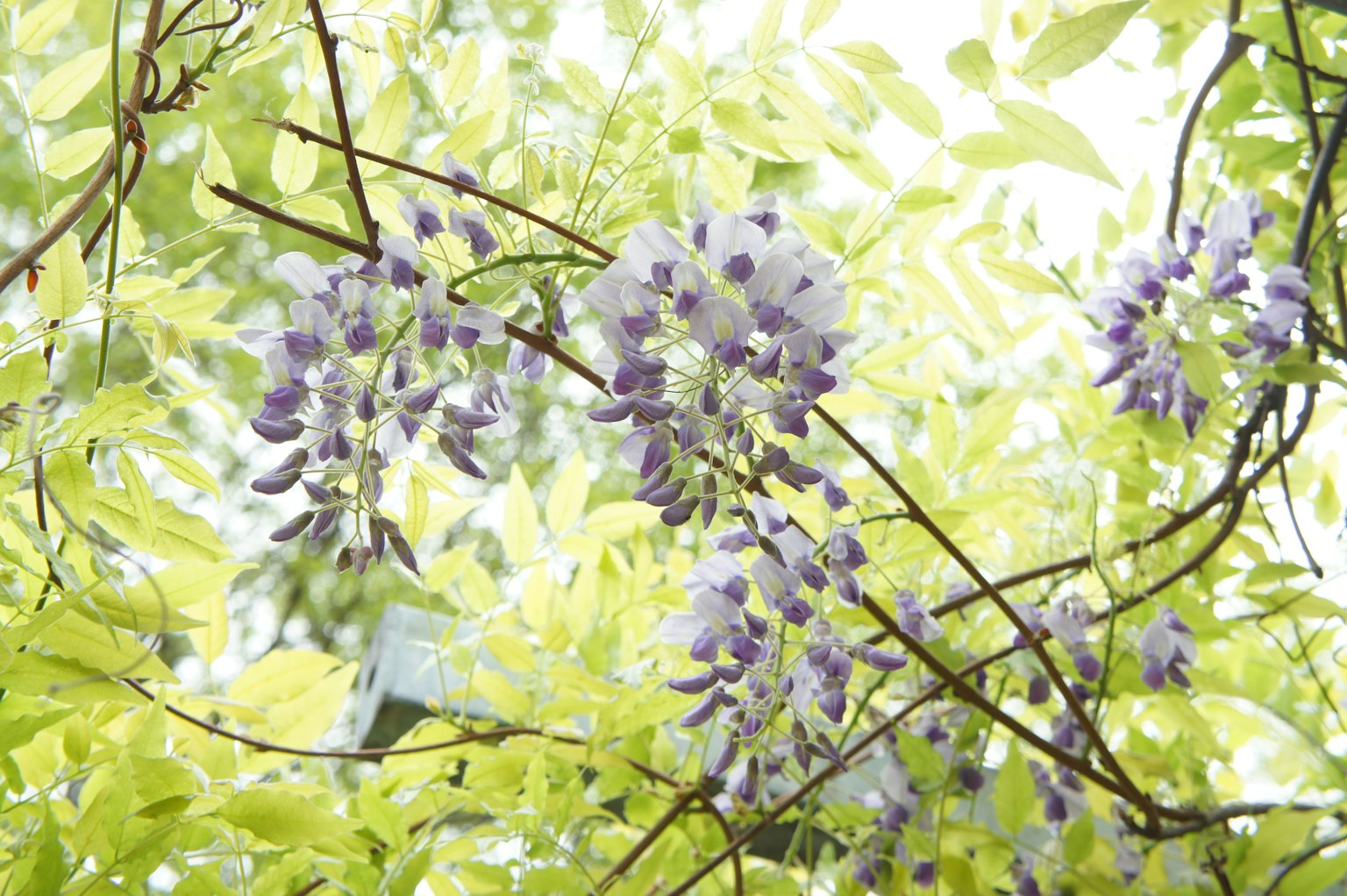ภาพที่มีดอกวิสทีเรียสีม่วงท่ามกลางใบสีเขียว