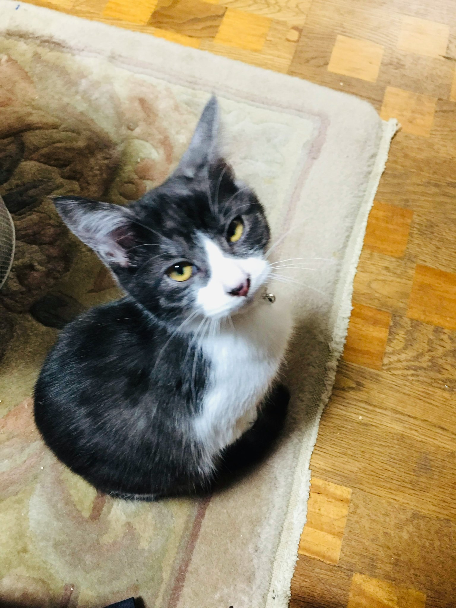 Un chat noir et blanc assis sur un tapis