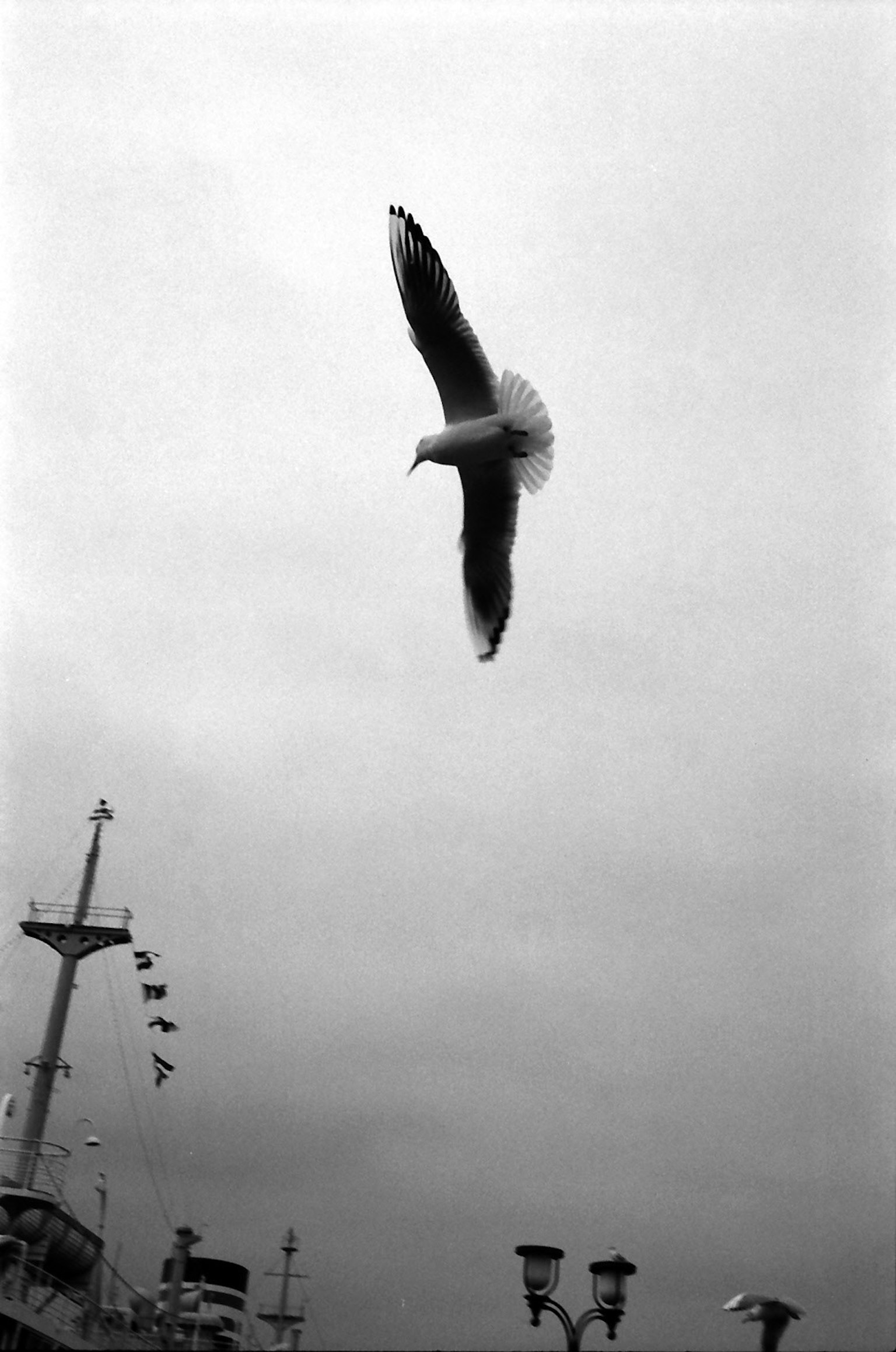Foto en blanco y negro de una gaviota volando contra un cielo nublado con un barco y farolas de fondo
