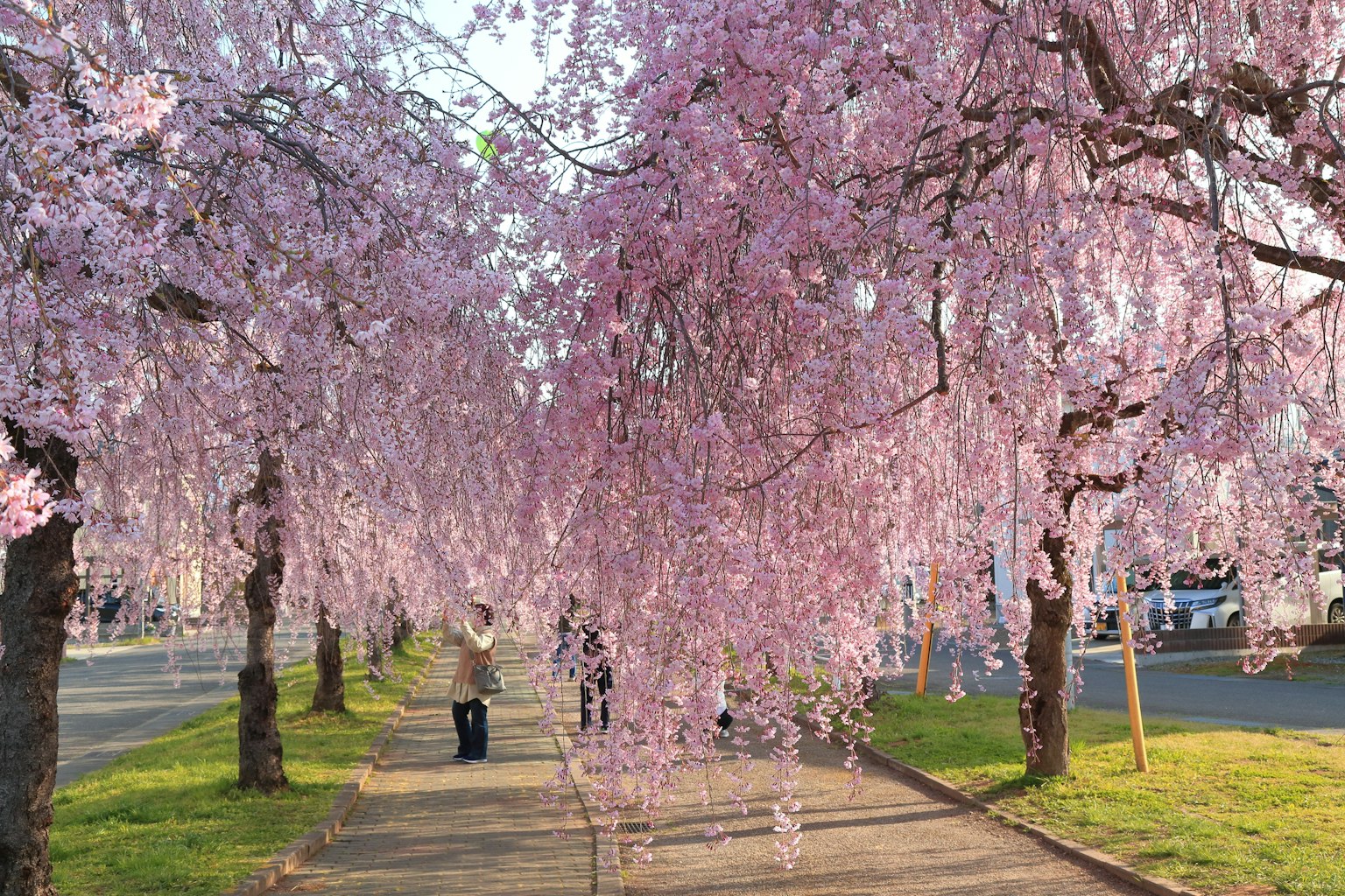 Cherry blossom trees lining a street with people walking