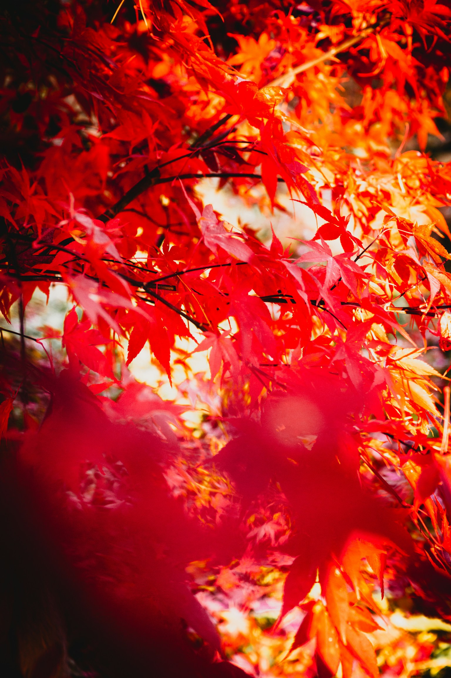 Feuilles d'érable rouges vibrantes qui se chevauchent