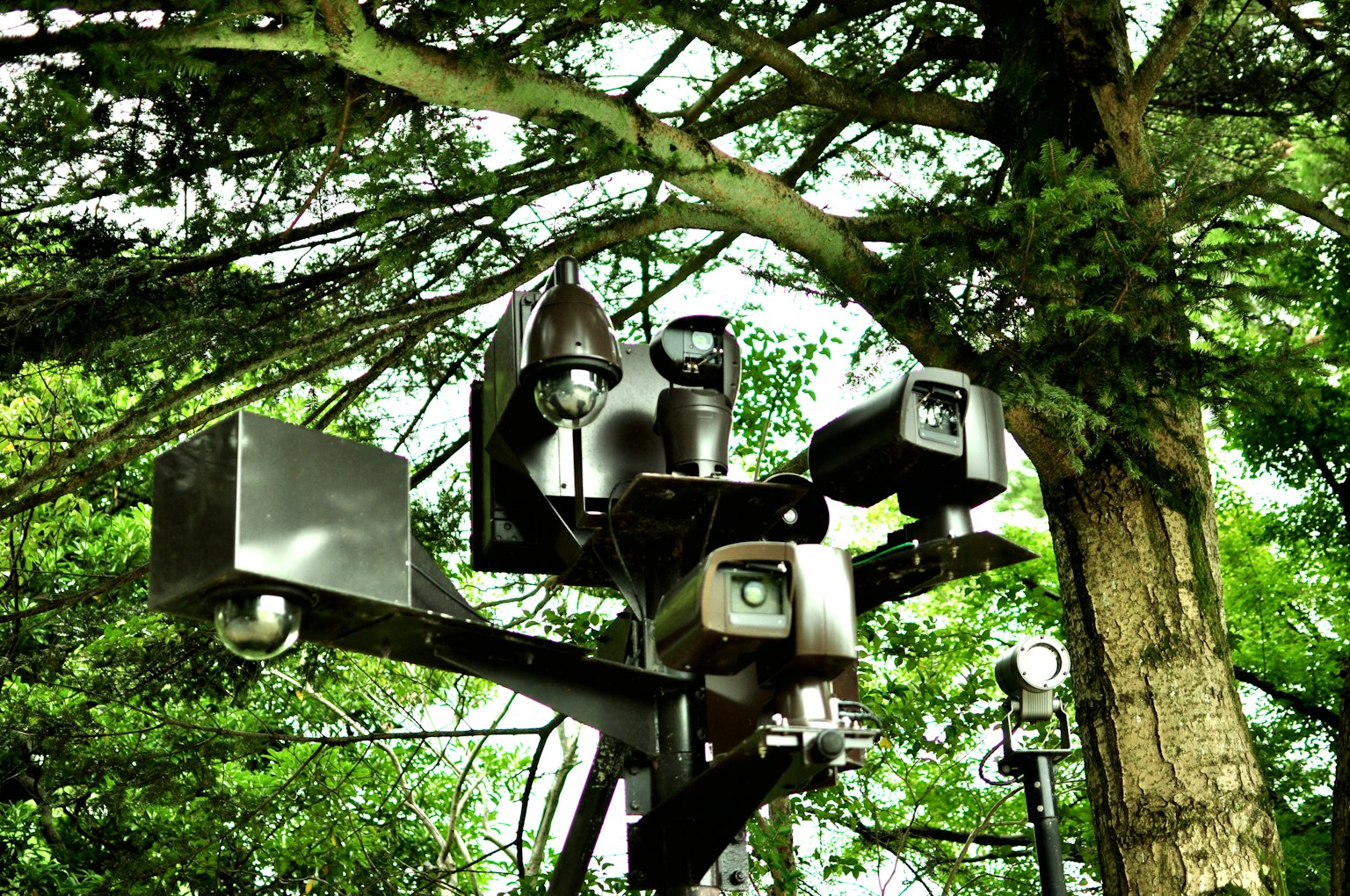 Close-up of multiple cameras and lighting devices mounted under a tree