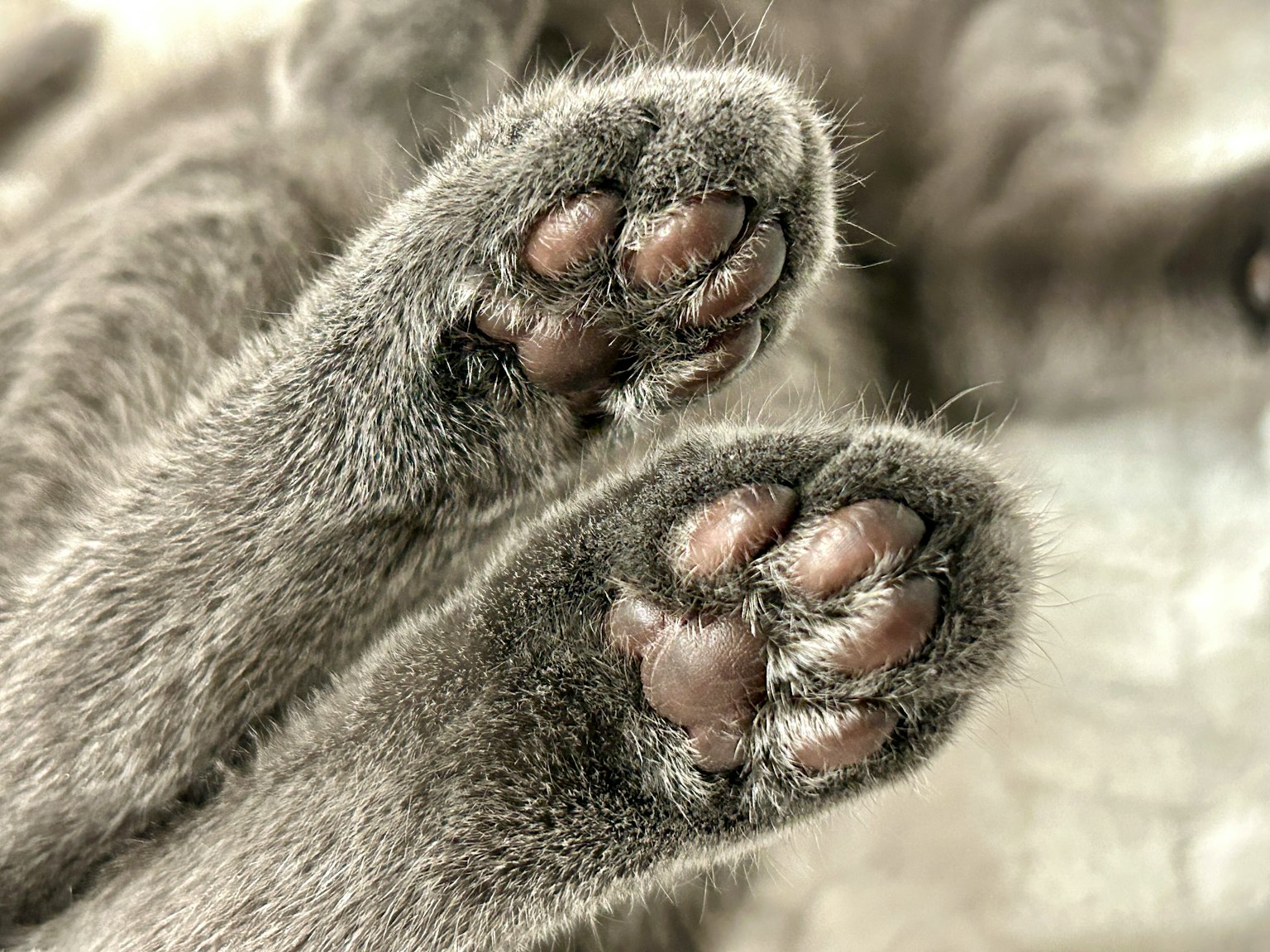 Immagine ravvicinata delle zampe di un gatto grigio con dettagli sulla pelliccia morbida e sui cuscinetti