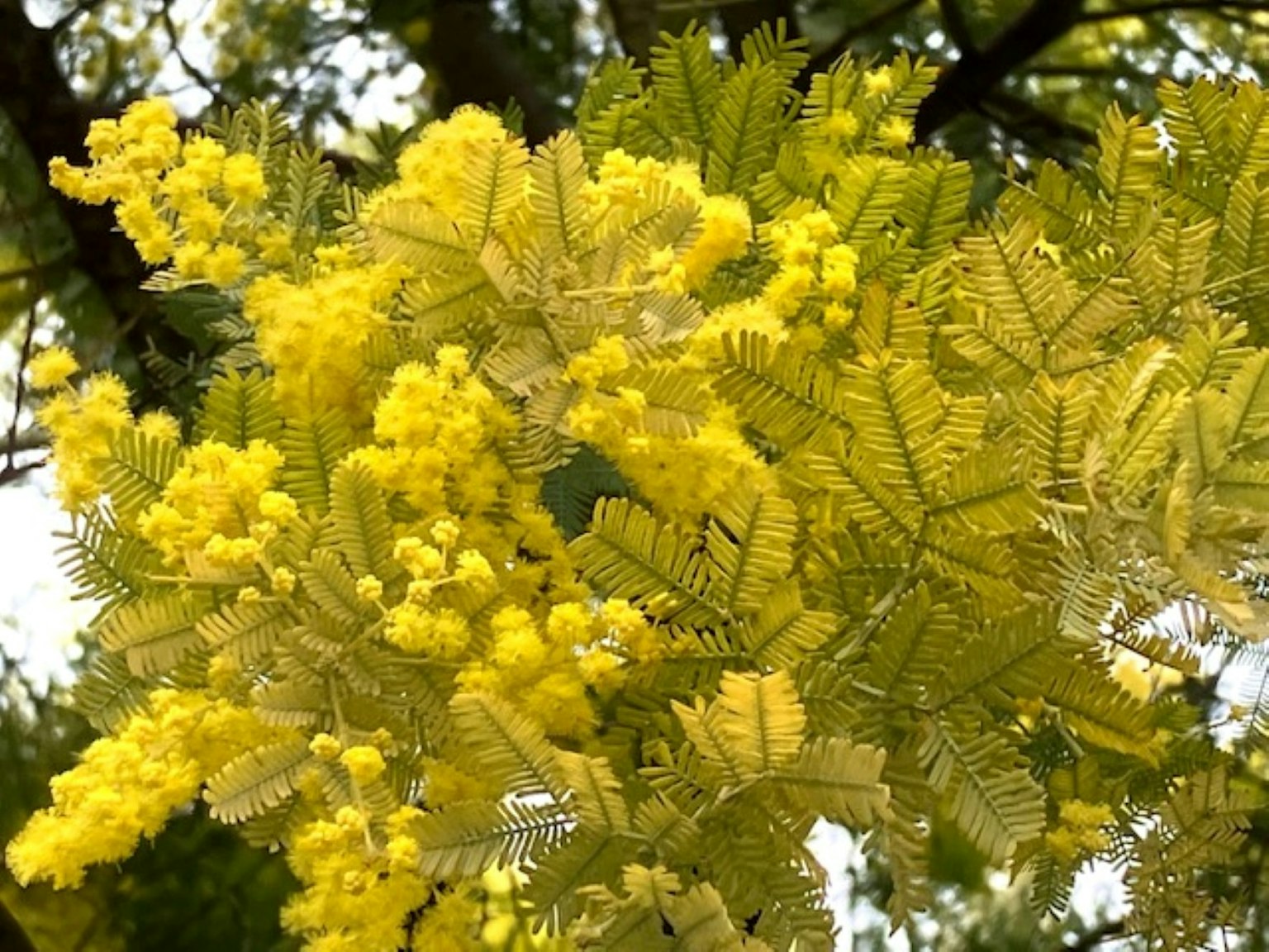 Branch featuring vibrant yellow mimosa flowers and leaves