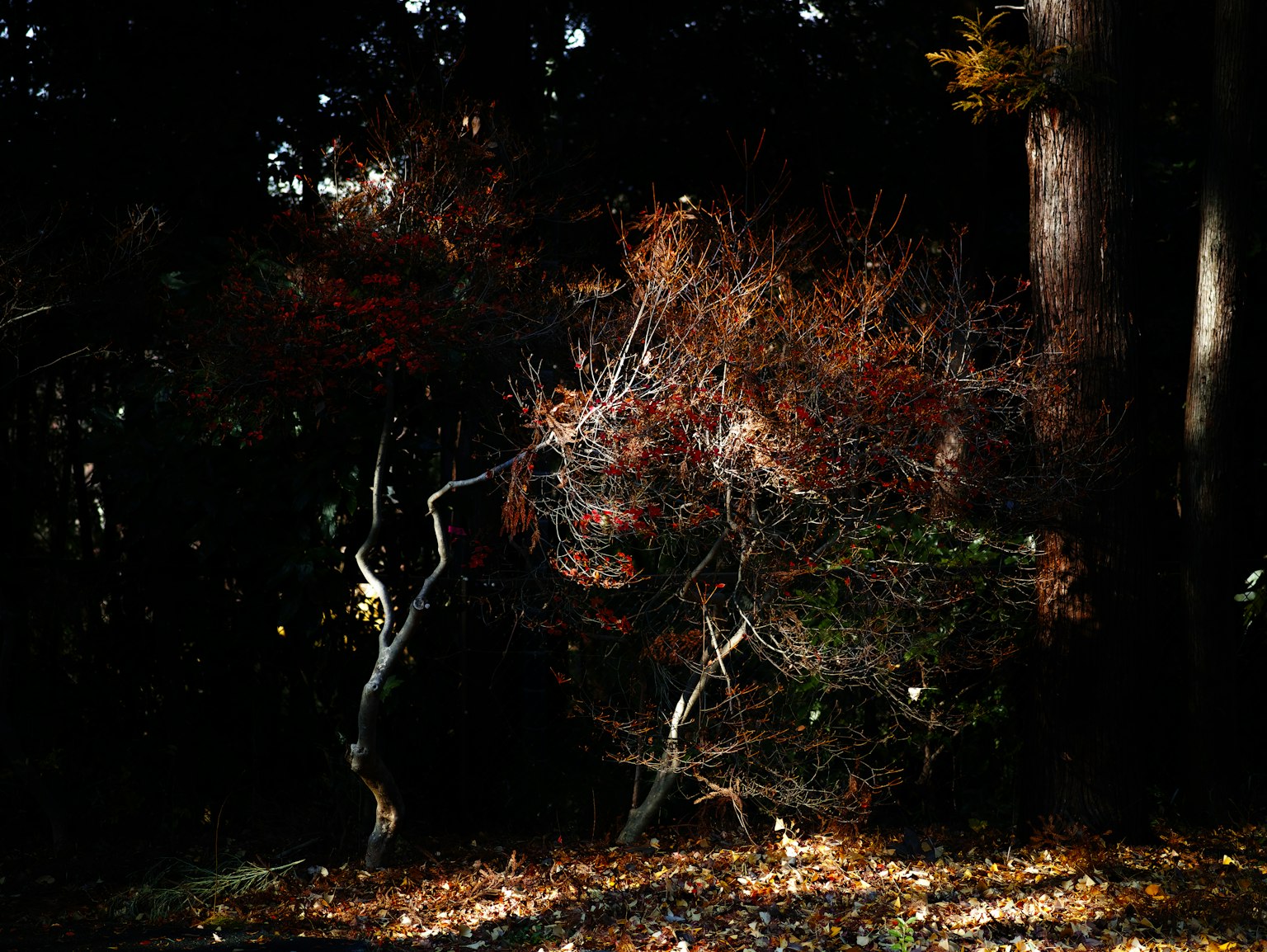 photo-XWBJFxeXoWF62pqRirni-image
