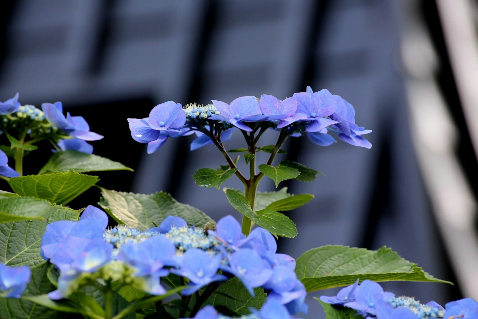 Planta con flores azules y fondo de edificio borroso
