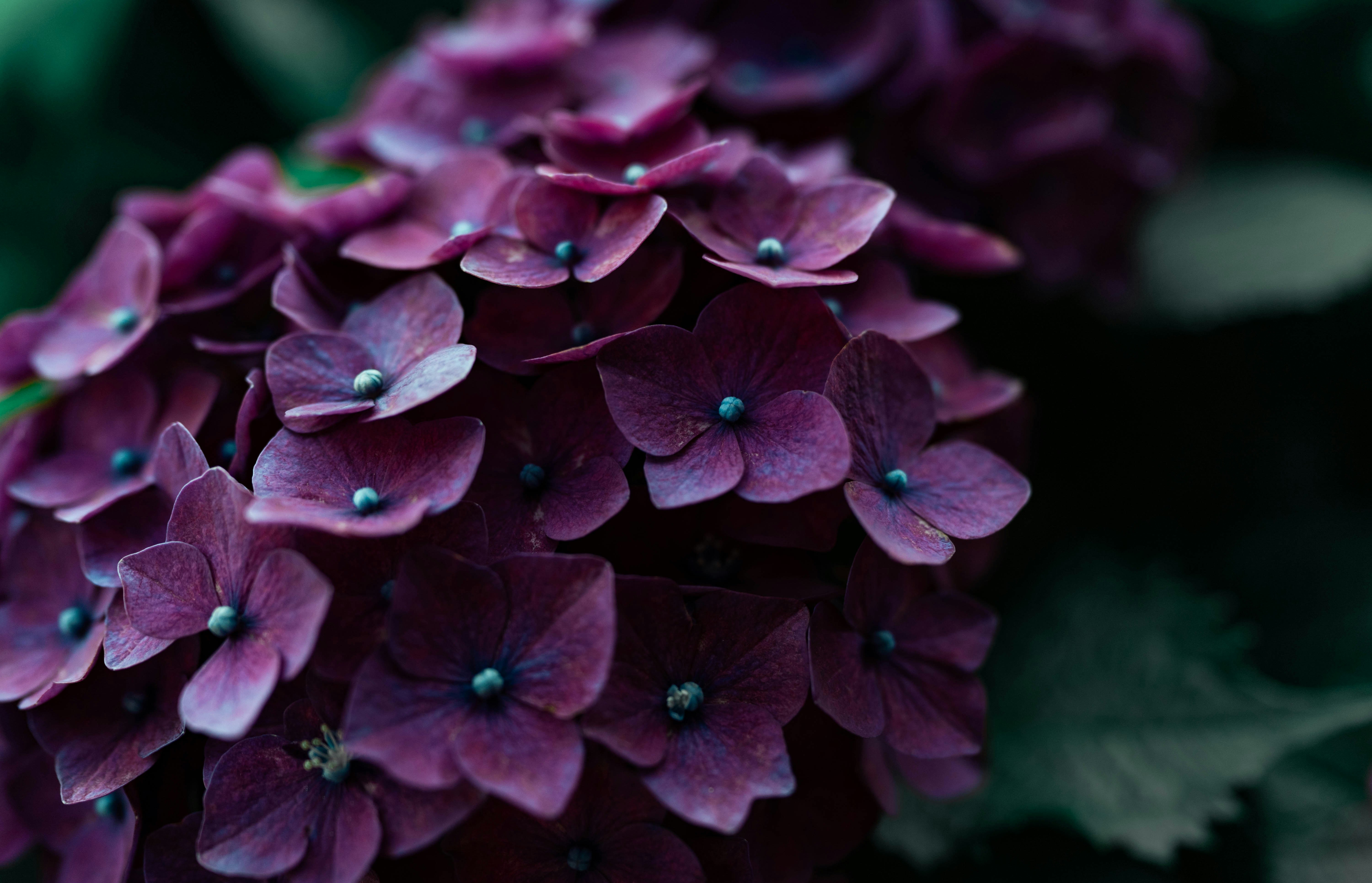 紫陽花の花びらが重なるクローズアップ