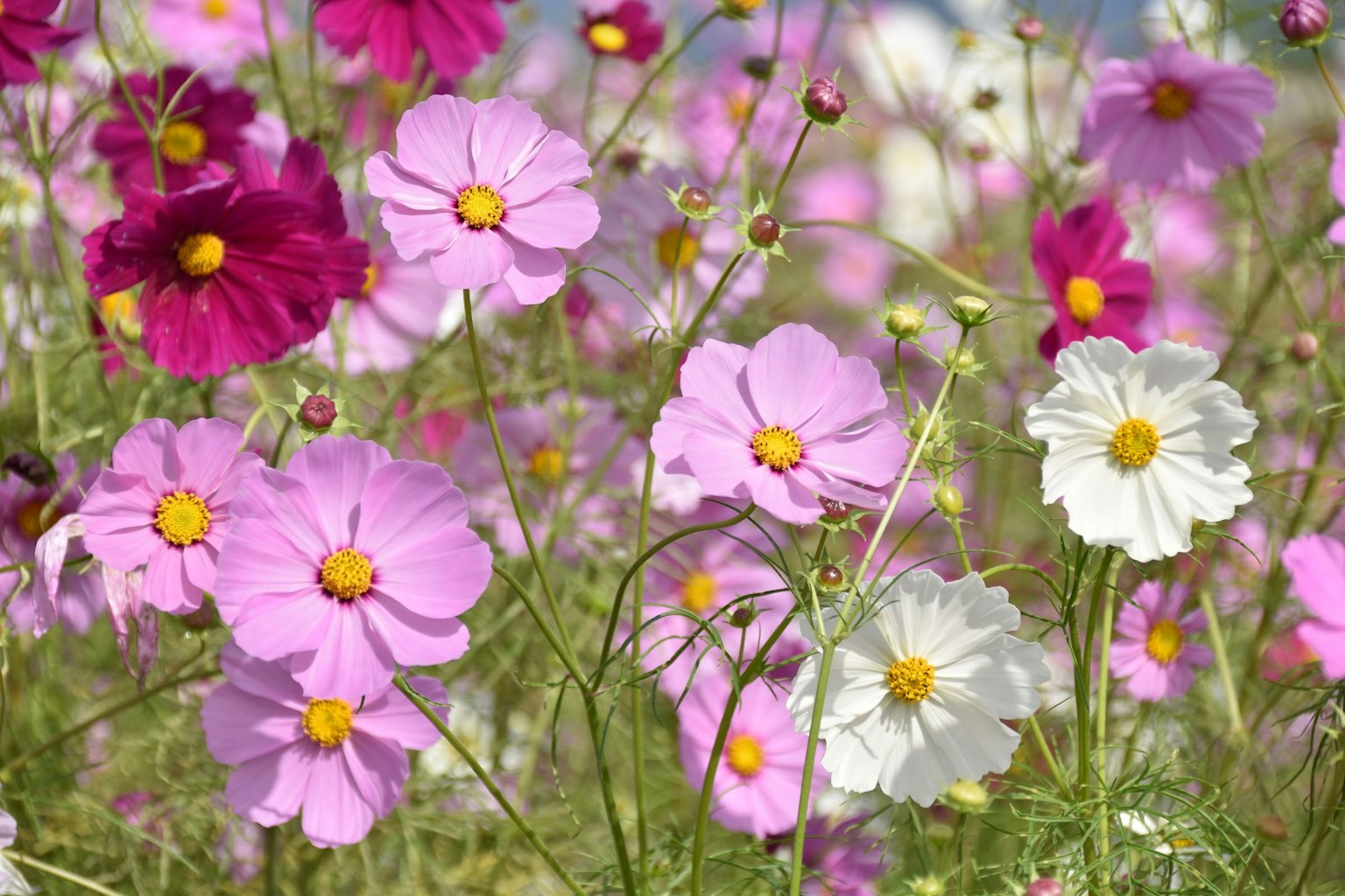 Cánh đồng hoa cosmos nở rộ với màu hồng và trắng