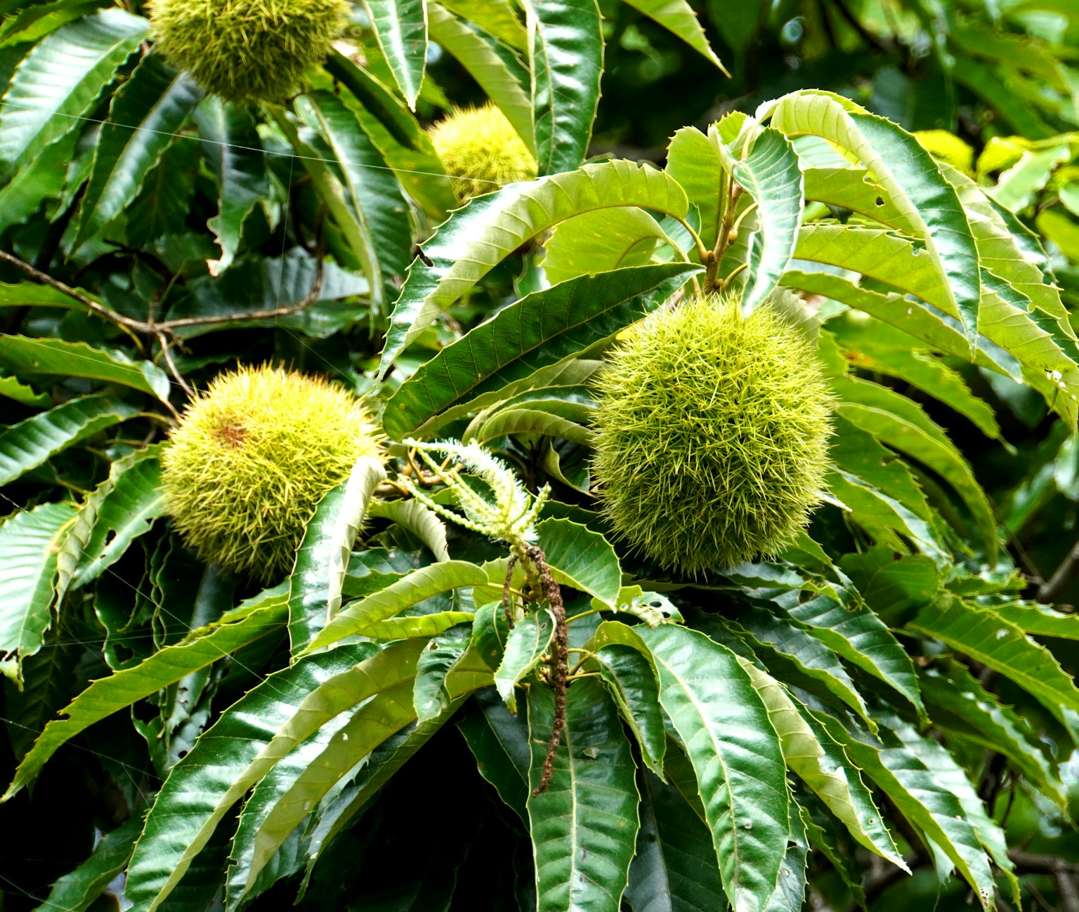 Burrs di castagne verdi circondati da foglie verdi lussureggianti
