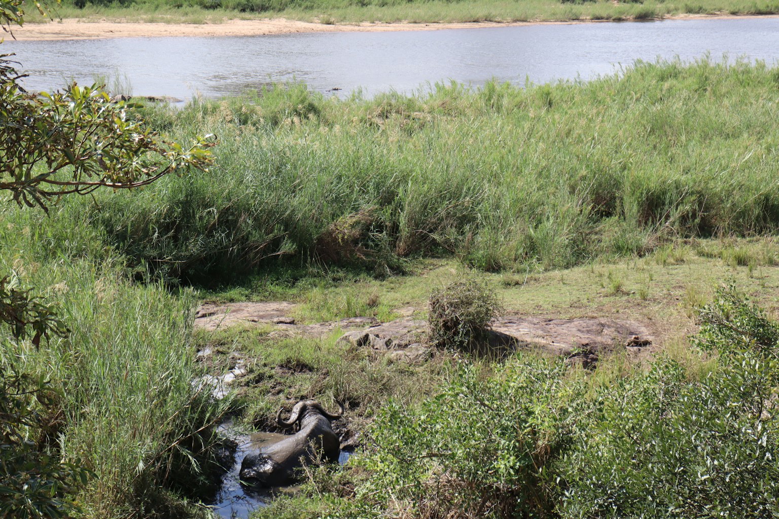 Paesaggio verdeggiante vicino a un fiume con erbe e un ruscello