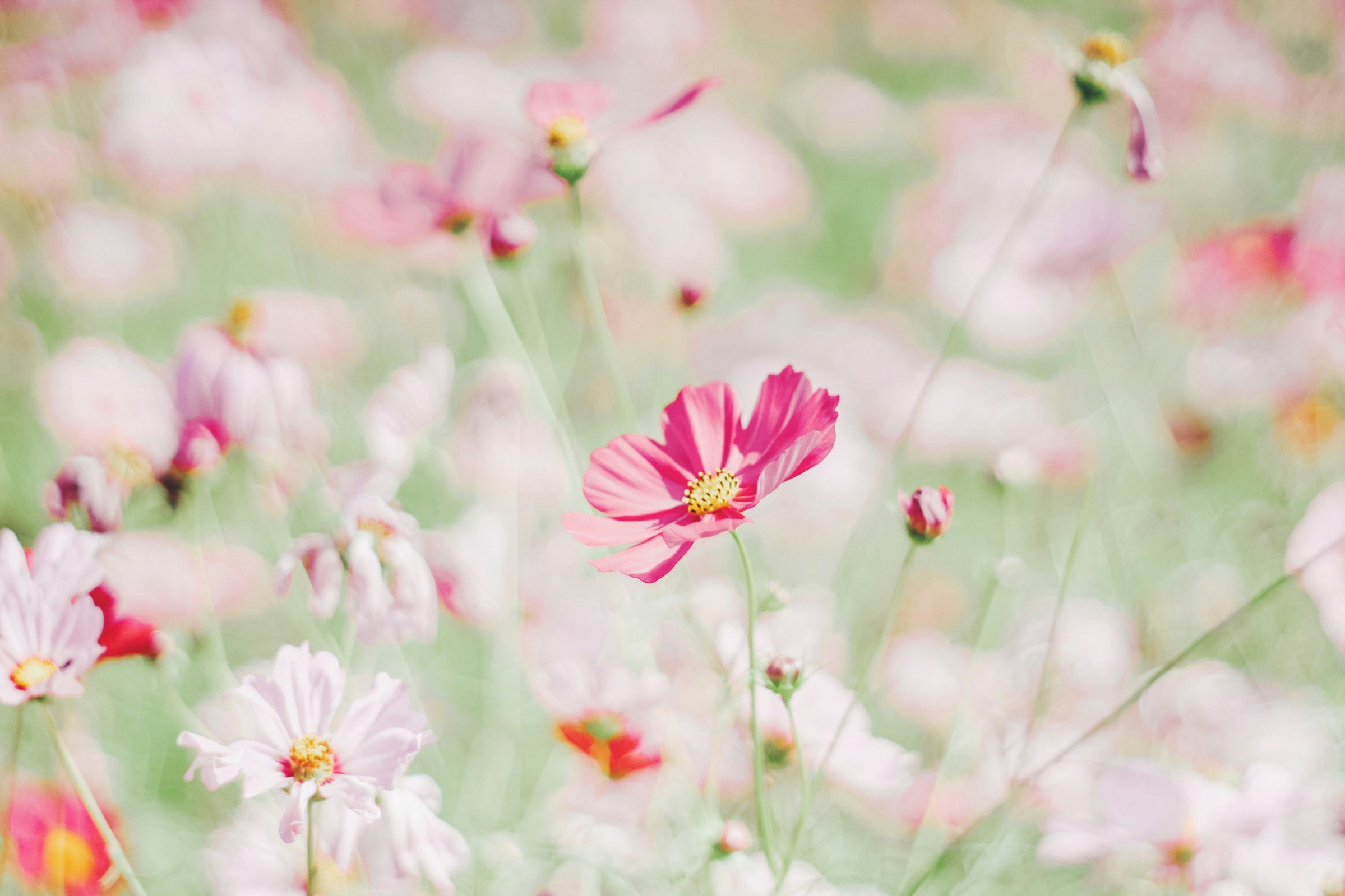 ピンクと白のコスモスが咲く花畑のボケ背景
