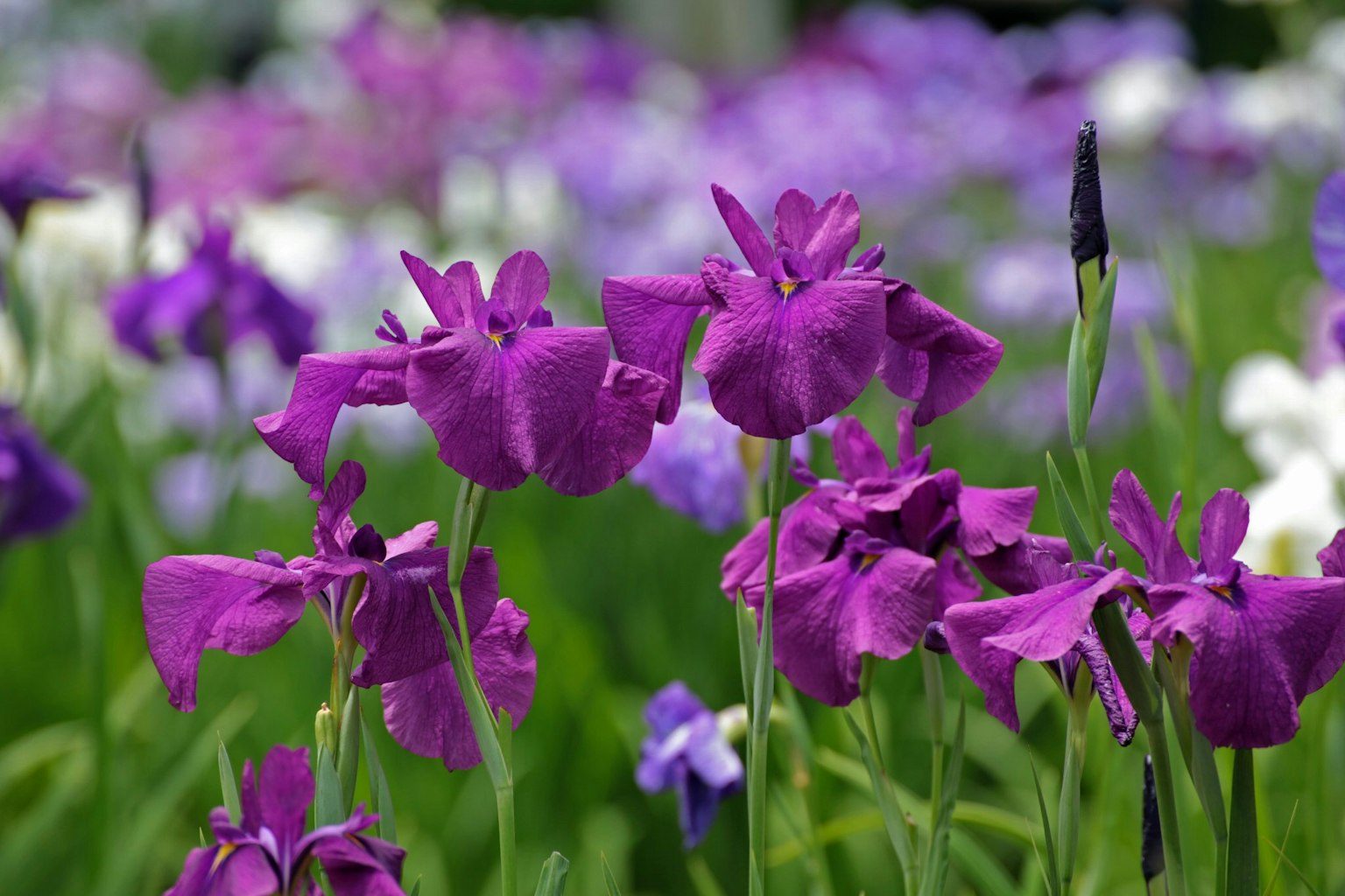 Lebendige lila Blumen in einem Garten