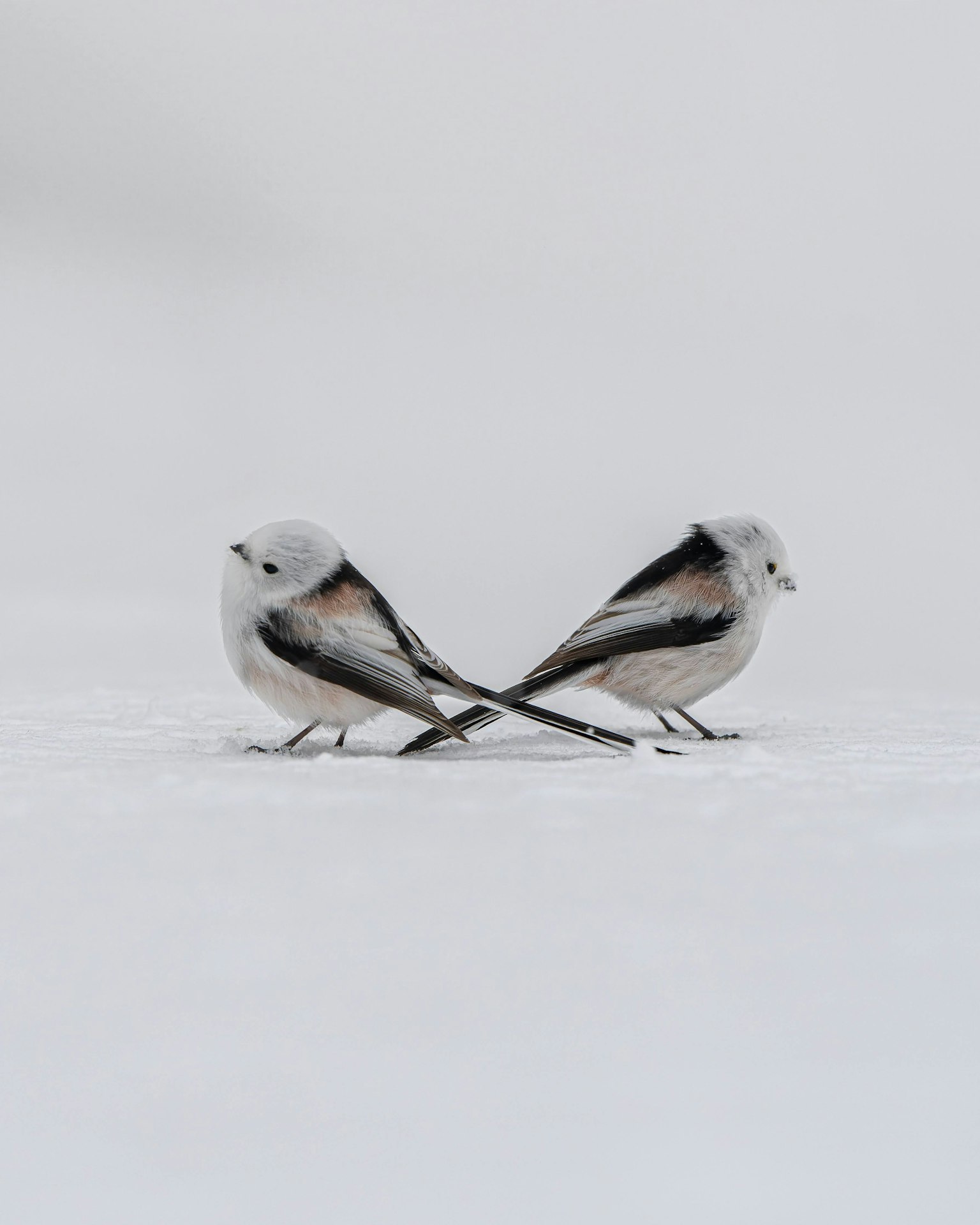 Dua burung kecil saling berhadapan di atas salju