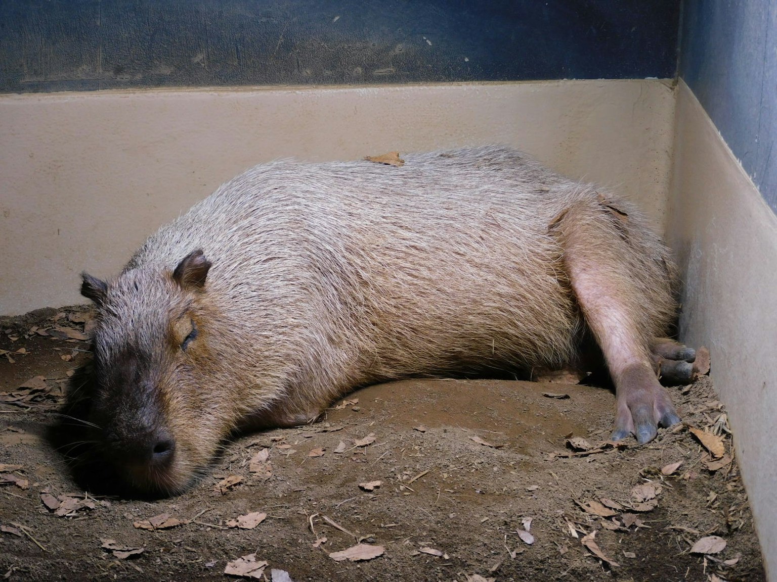 Seekor capybara tidur terbaring di tanah
