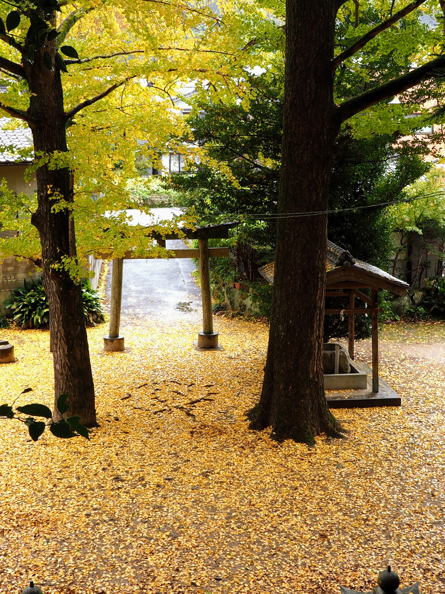 寧靜的神社庭院，覆蓋著黃色的葉子，有兩棵大樹和一個鳥居