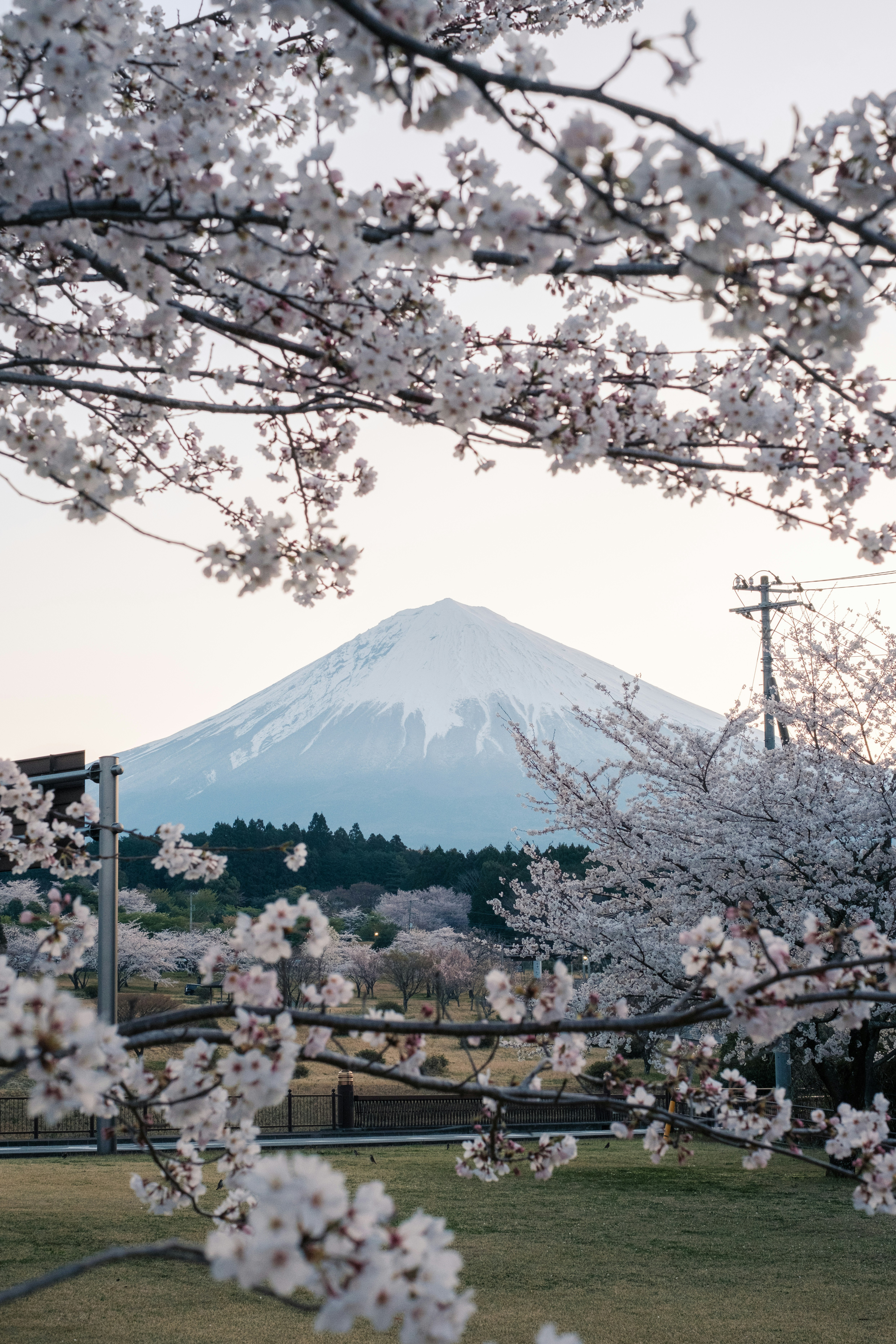 桜の花と遠くにそびえる山並みの春景色