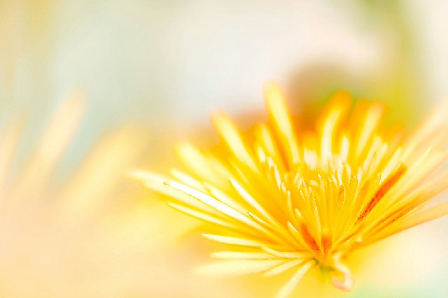 Gros plan d'une fleur jaune vif avec un arrière-plan doux mettant en valeur les pétales