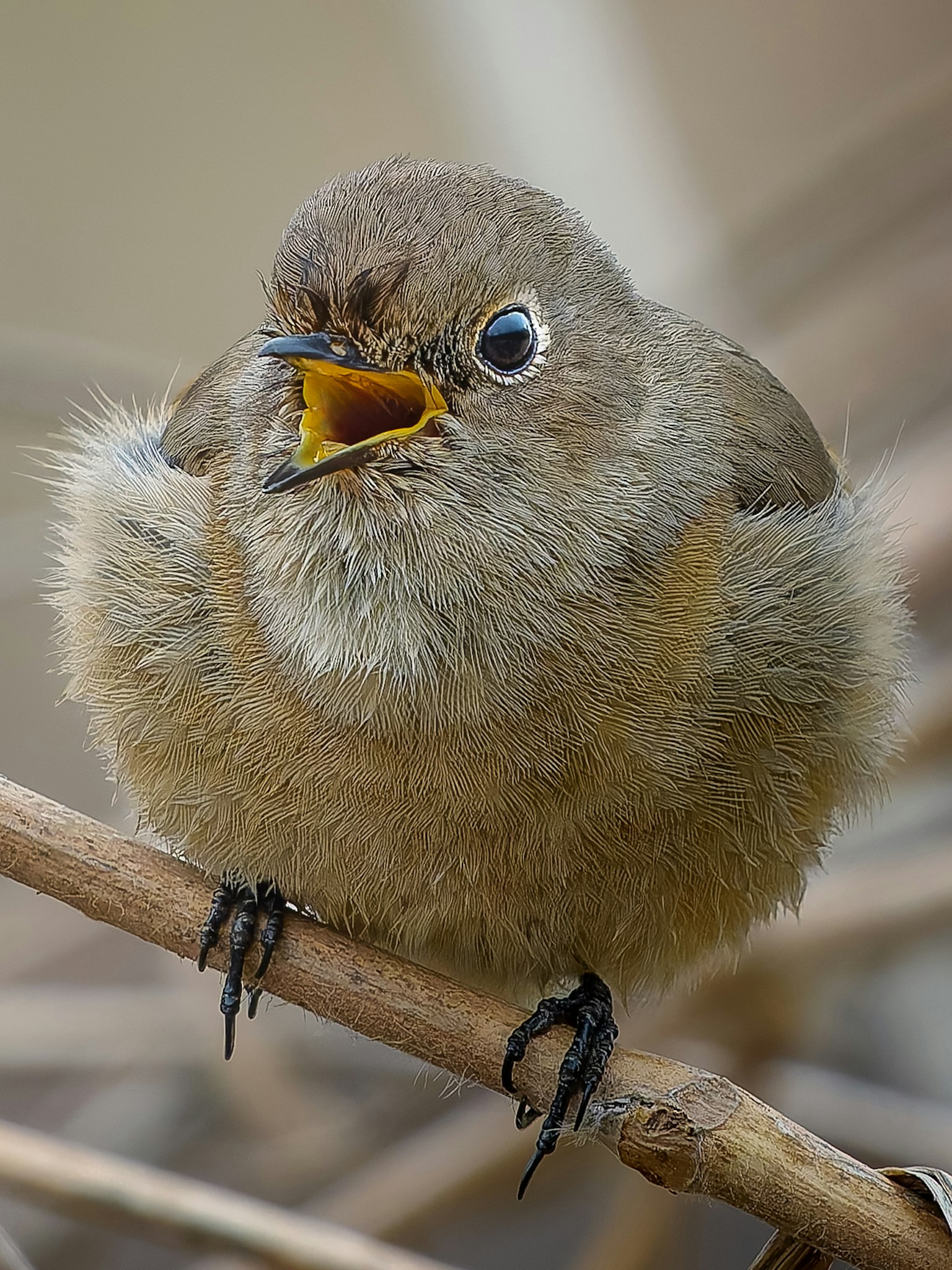 Un petit oiseau perché sur une branche avec le bec ouvert