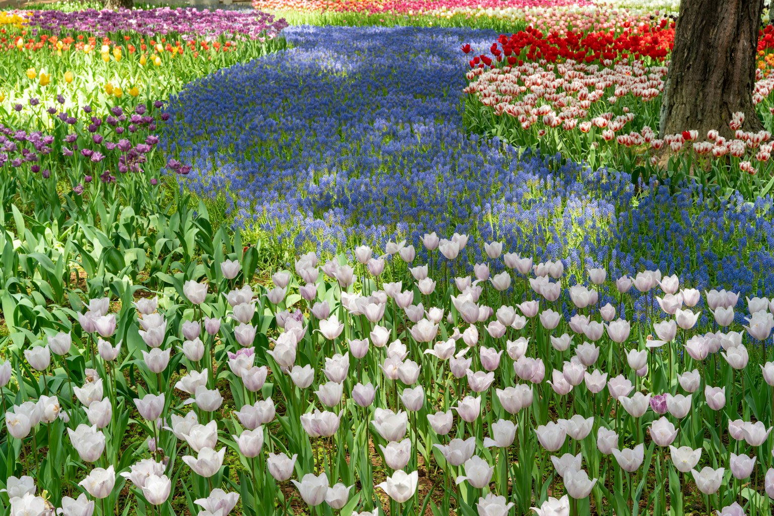 Una bella scena di giardino con tulipani bianchi e un ruscello blu