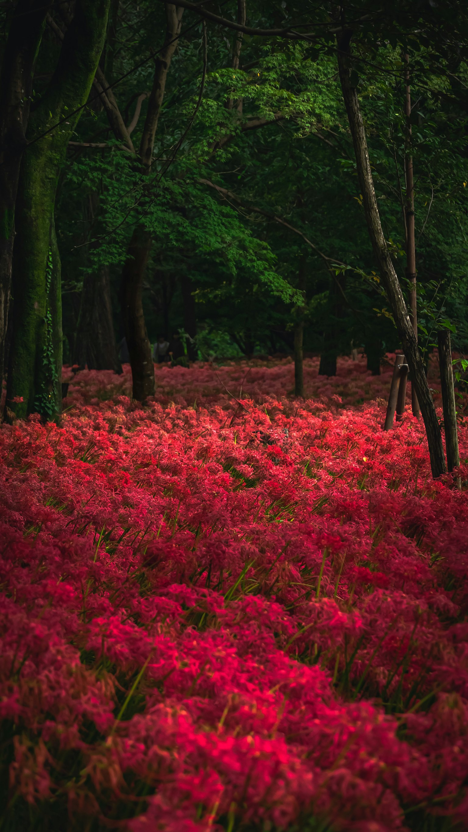 Vibrant red flowers blanket the forest floor surrounded by lush green trees