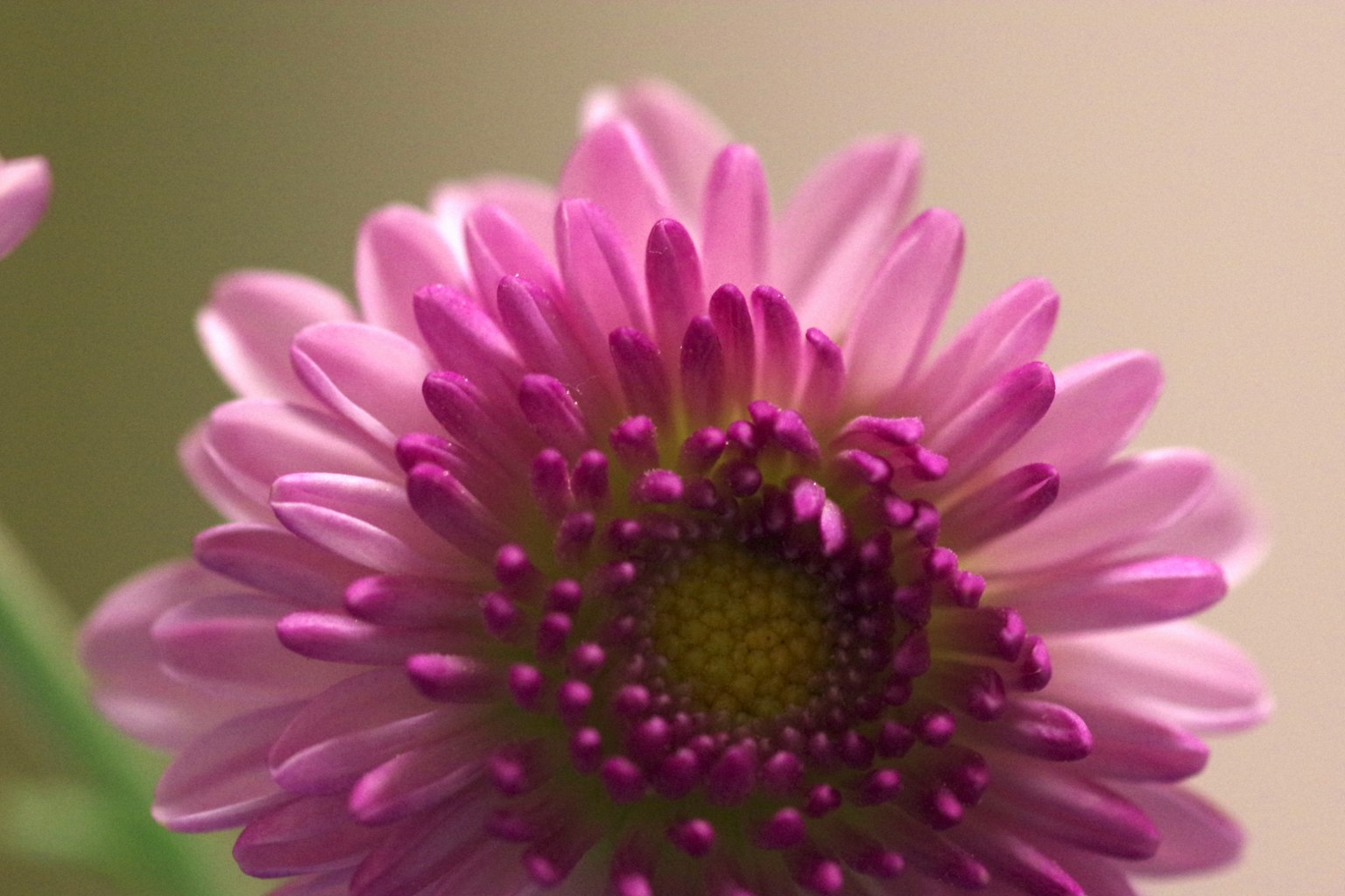 Nahaufnahme einer schönen rosa Blume mit einem gelben Zentrum