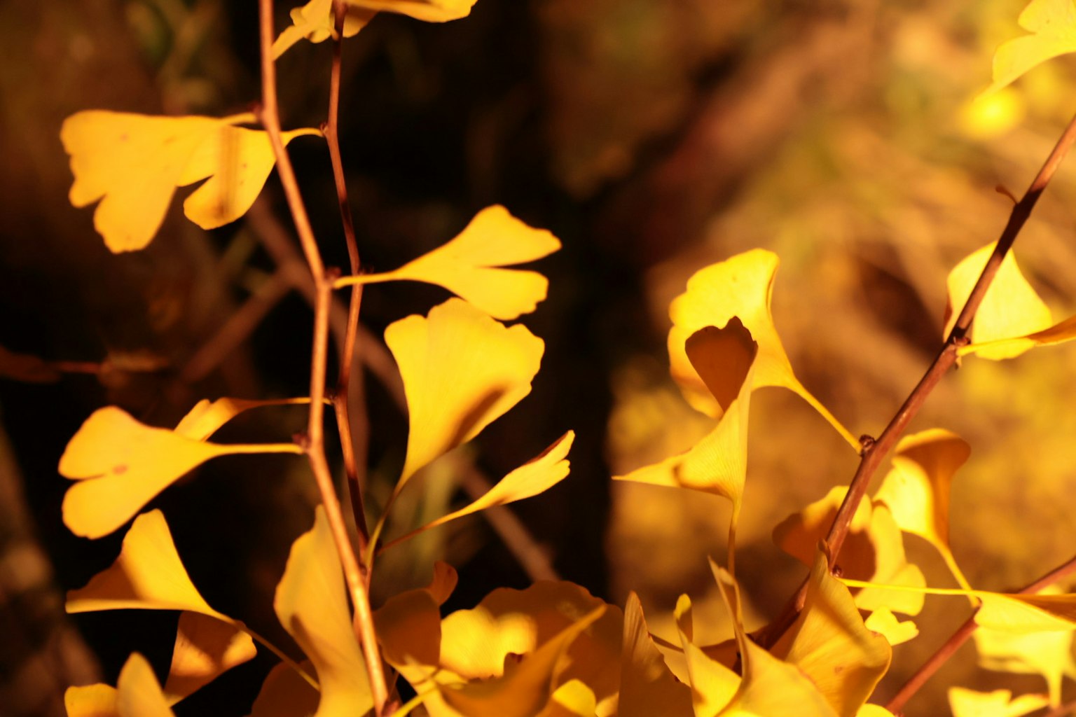 Kedekatan daun ginkgo kuning dengan latar belakang buram