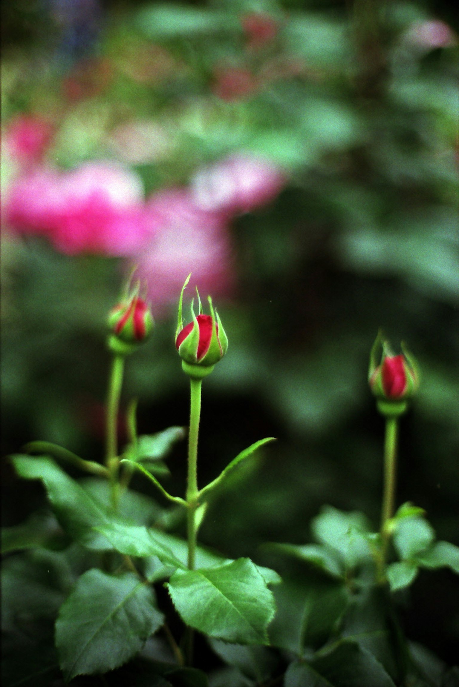 Rose buds with red tips surrounded by green leaves