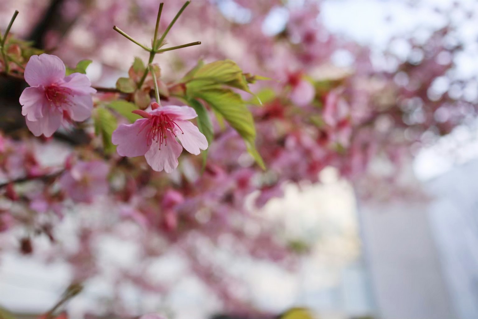 Close-up of cherry blossom flowers on a branch