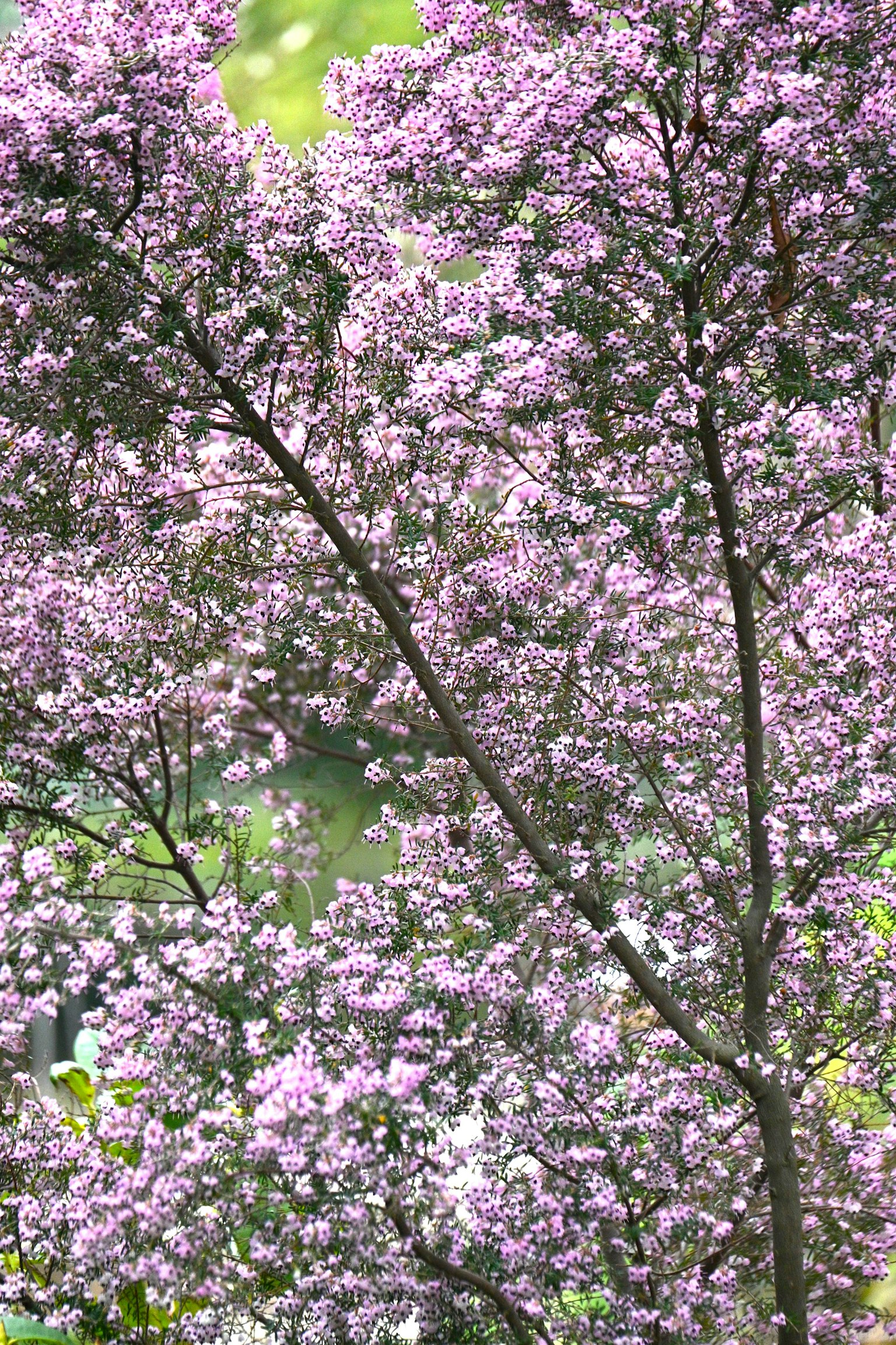 Rami di un albero decorati con fiori viola vivaci