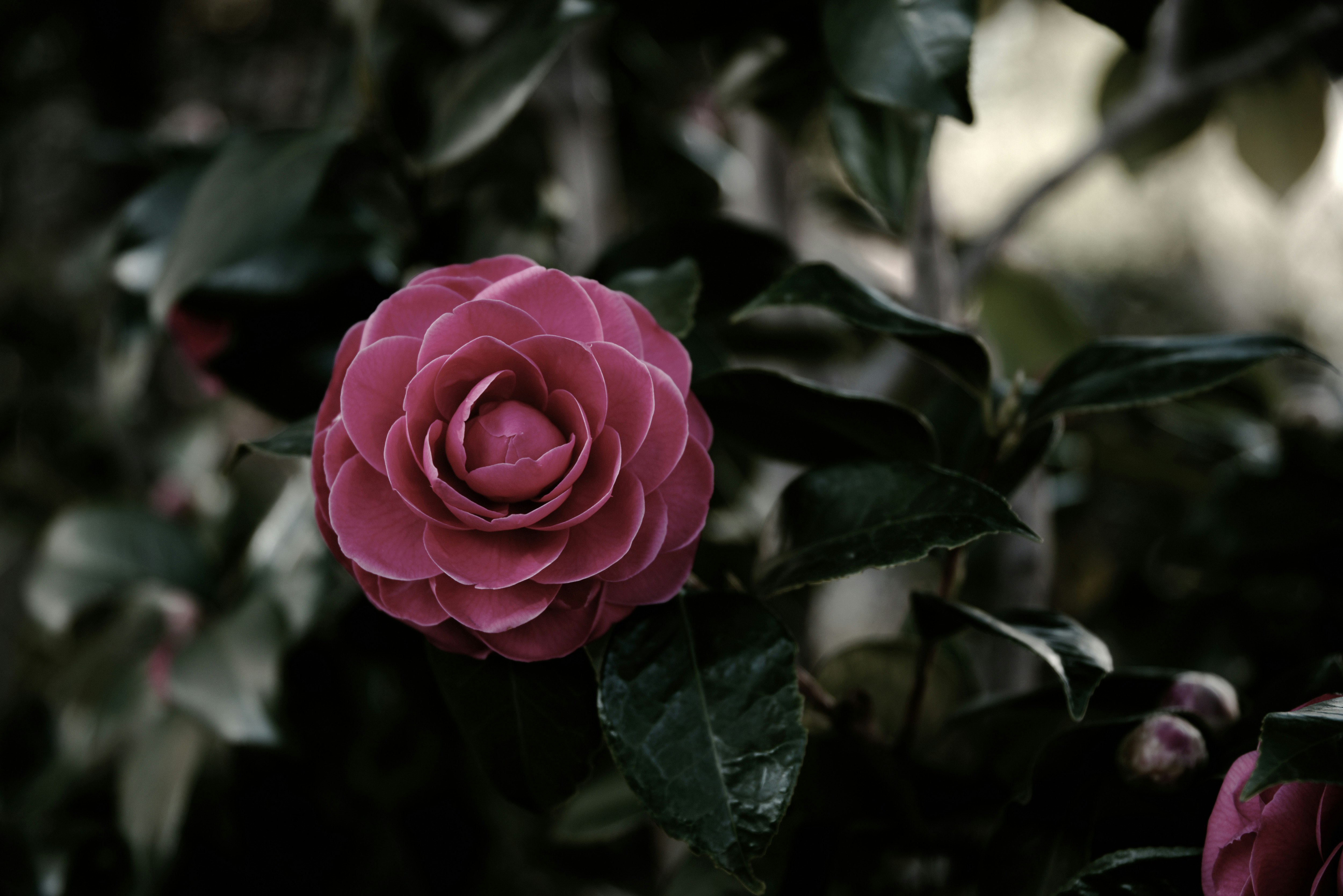 Primo piano di un fiore di camelia viola scuro e delle sue foglie