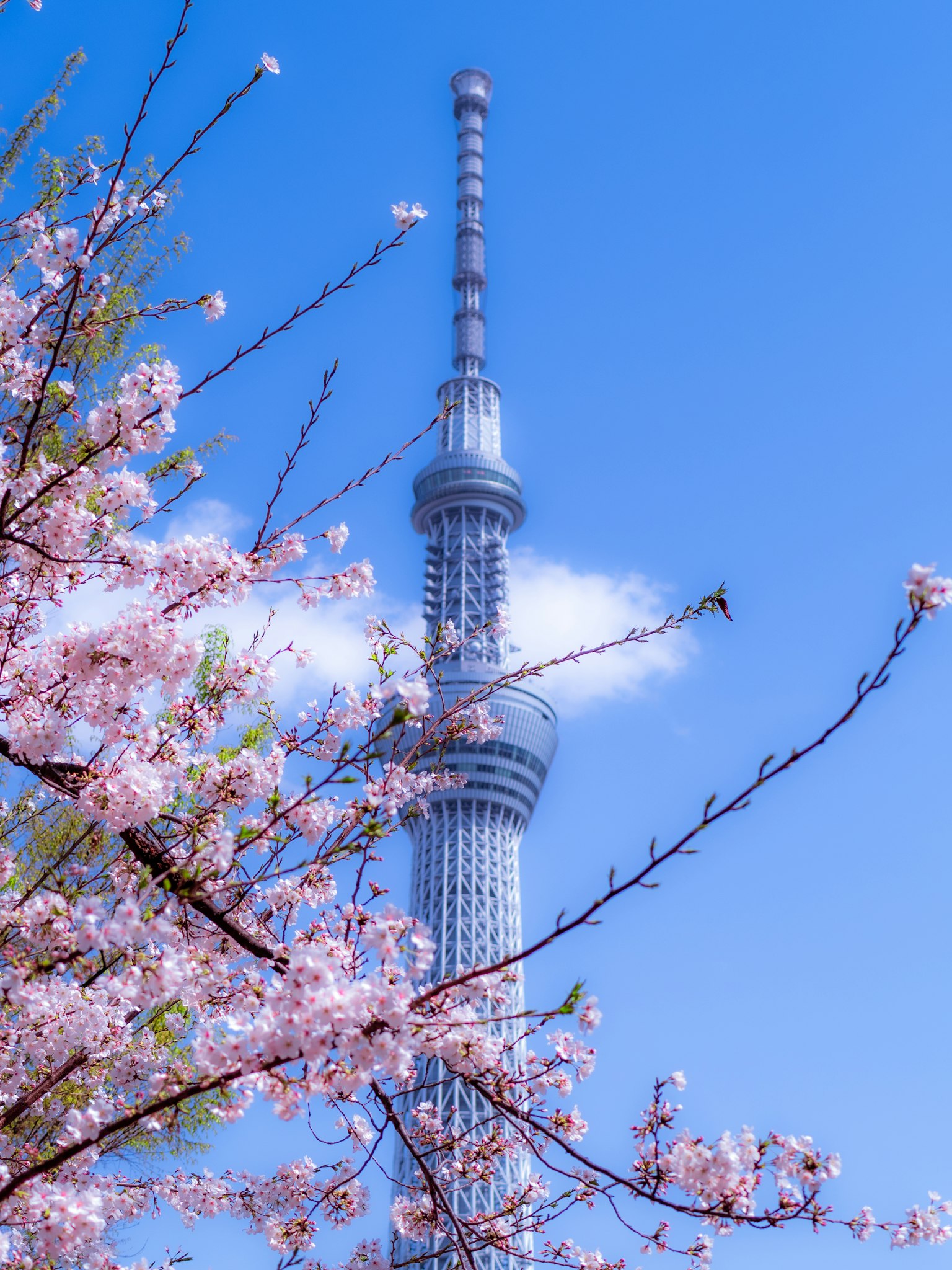 Tokyo Skytree bao quanh bởi hoa anh đào dưới bầu trời xanh