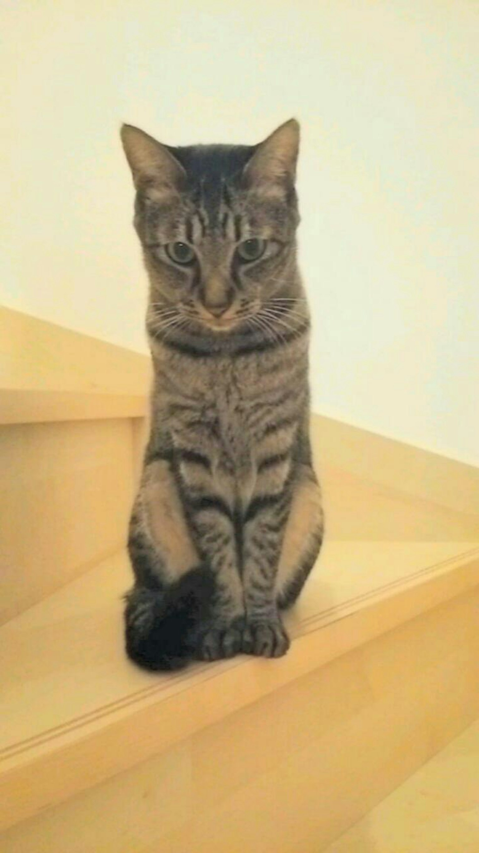 Gato atigrado marrón sentado en las escaleras