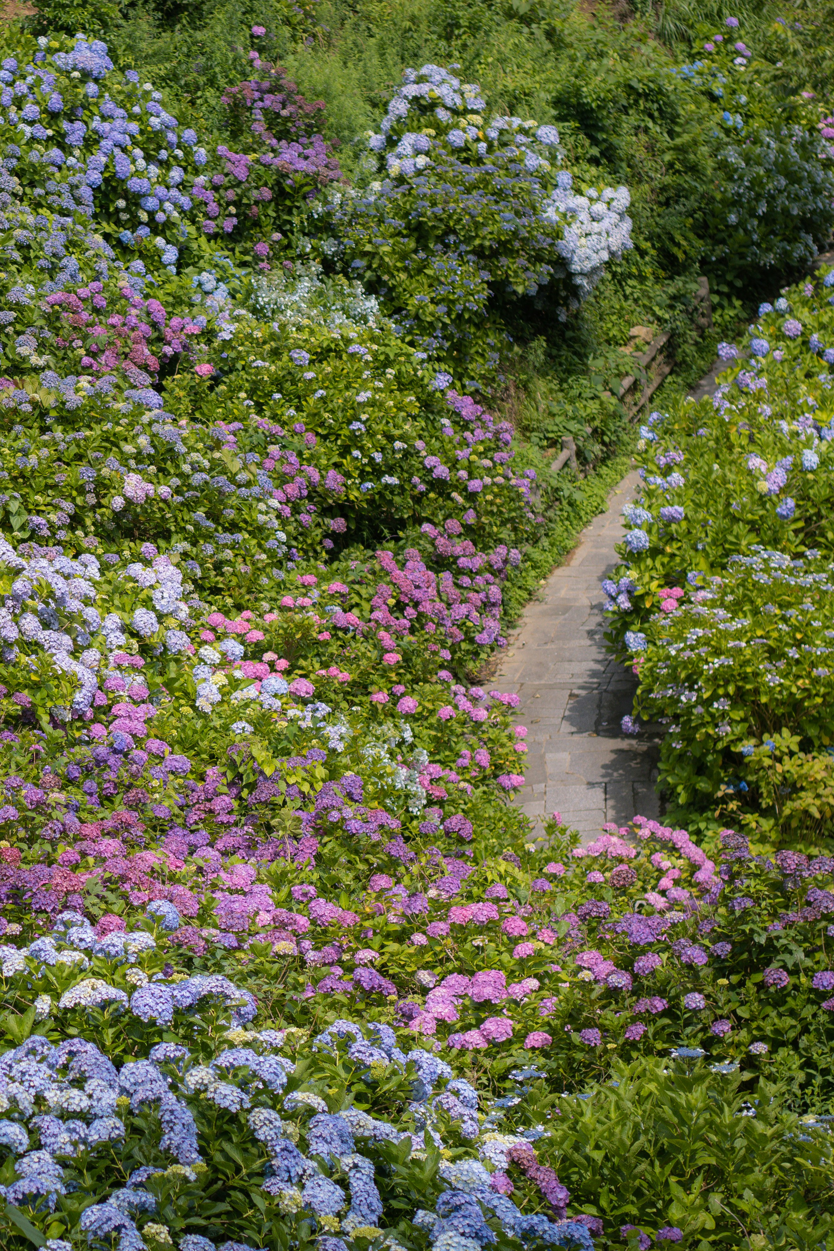 小道の両側に咲く色とりどりの花畑
