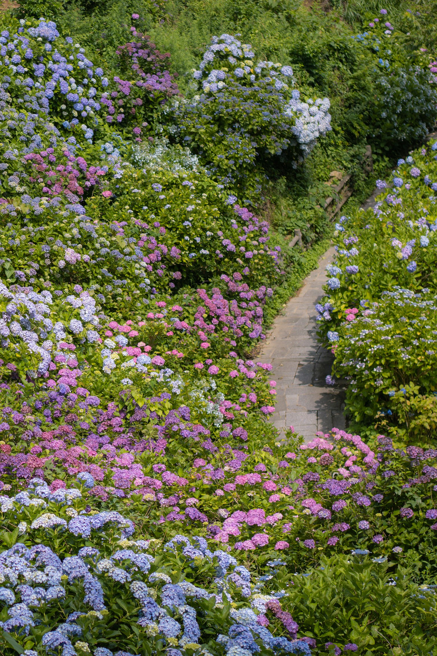 Sentiero circondato da ortensie vivaci
