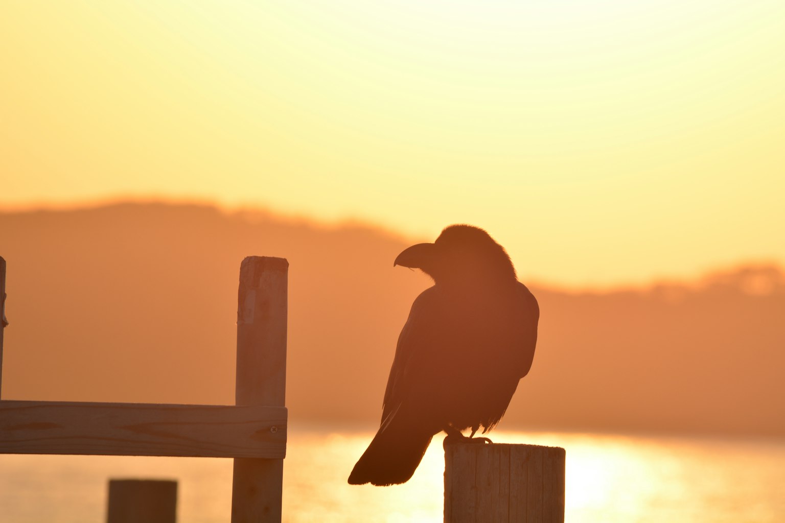 Siluet burung gagak melawan latar belakang matahari terbenam
